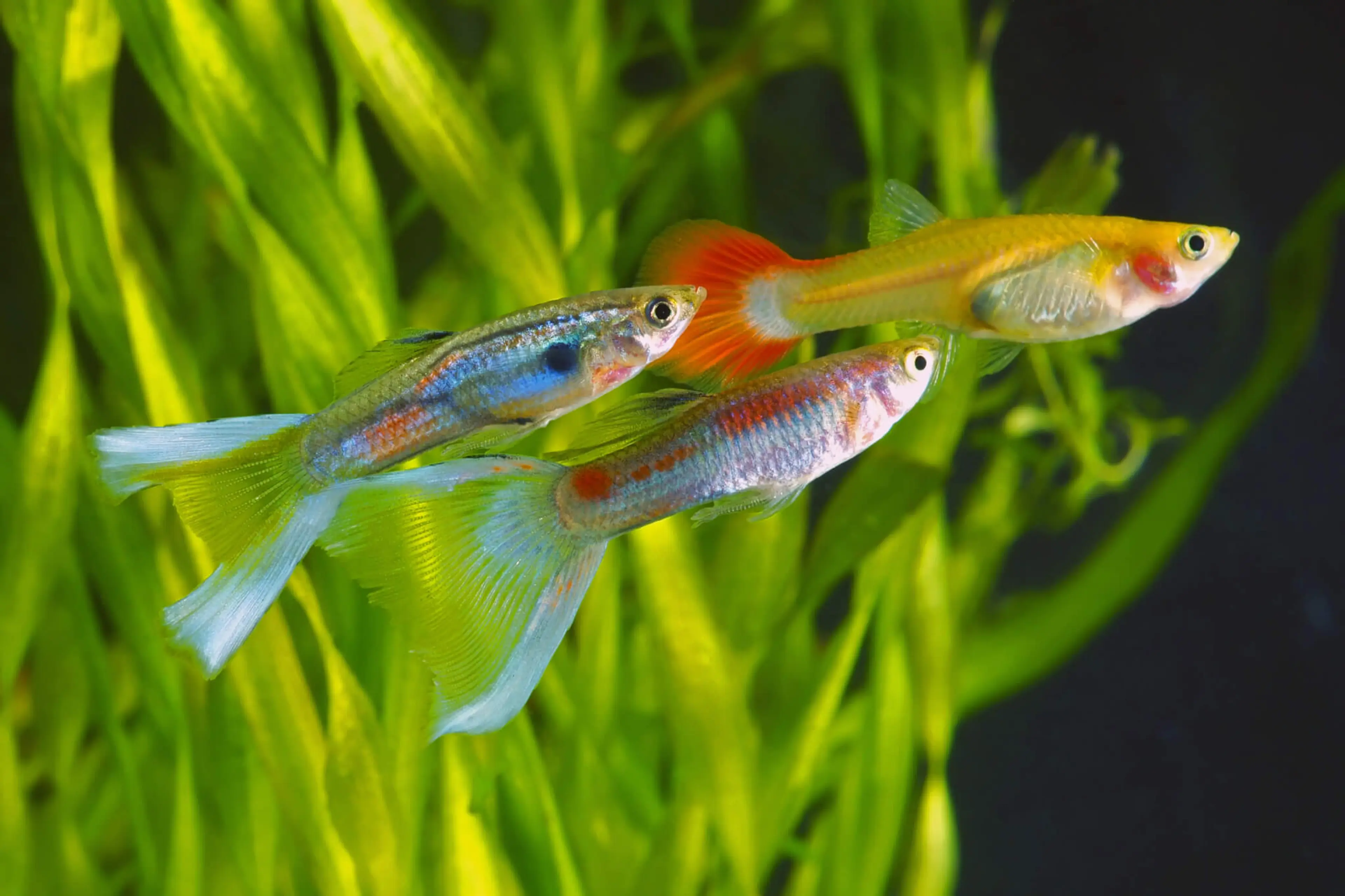 3-guppies-together