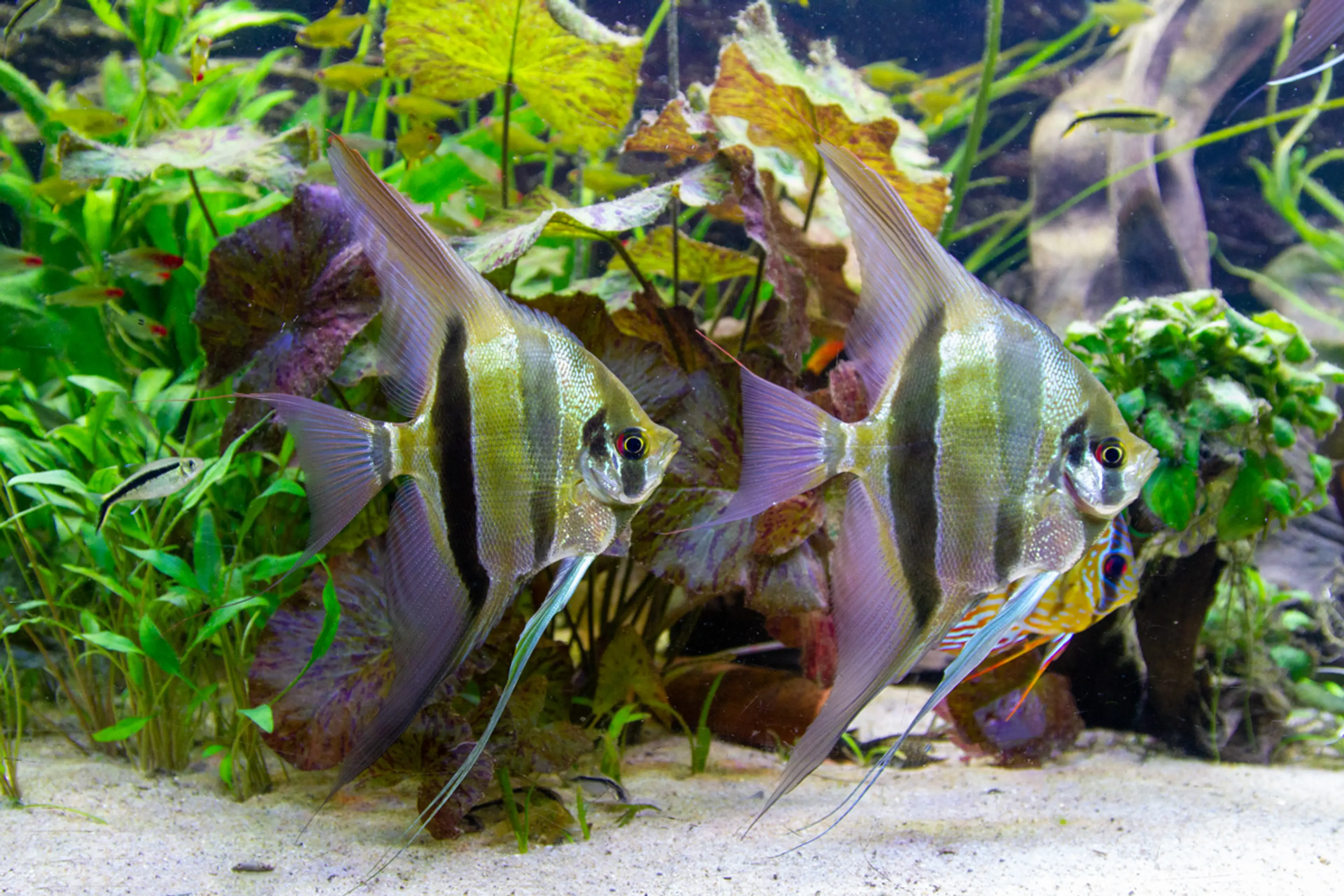 angel-fish-in-community-tank