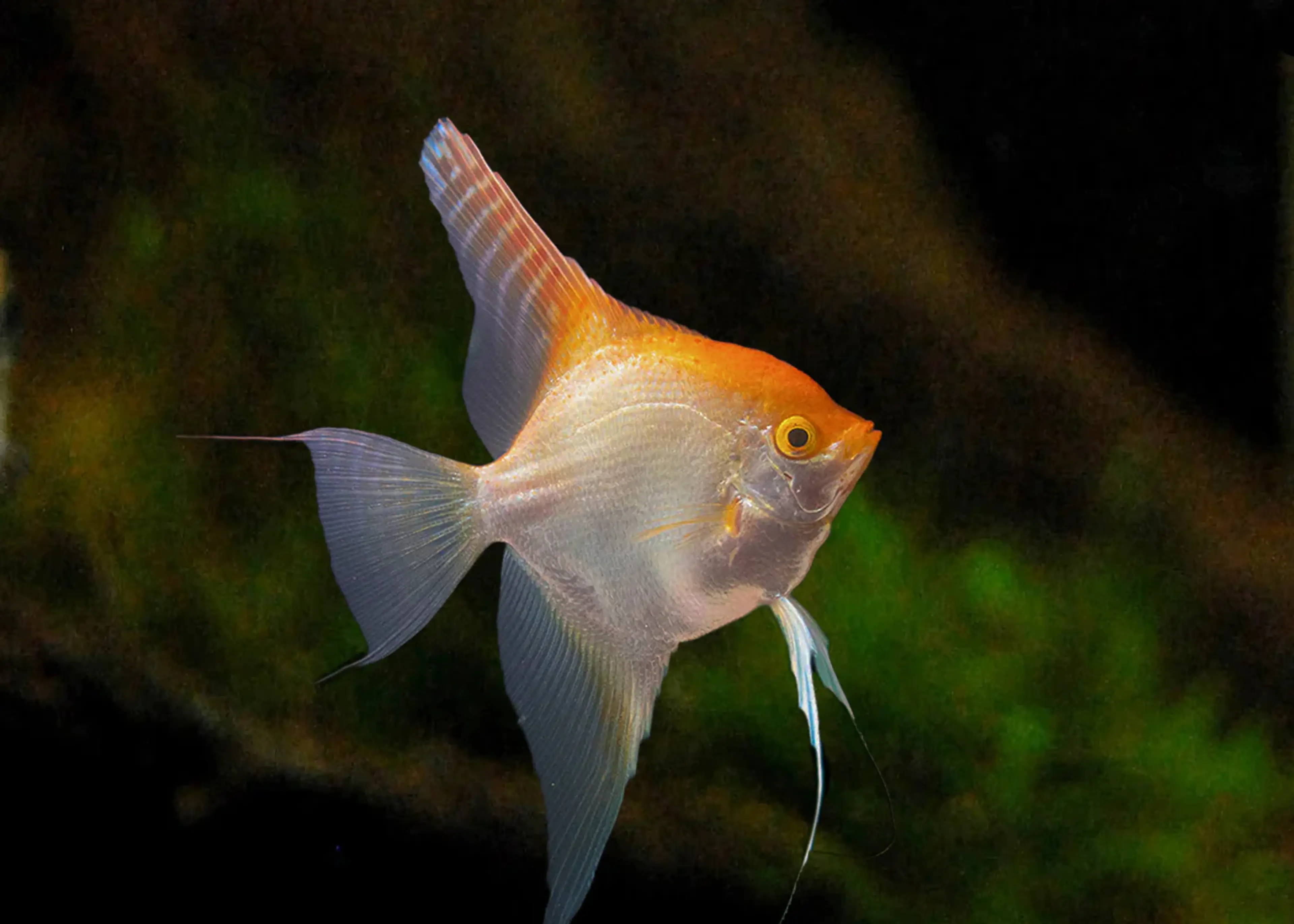 angelfish-albino-red-shoulder