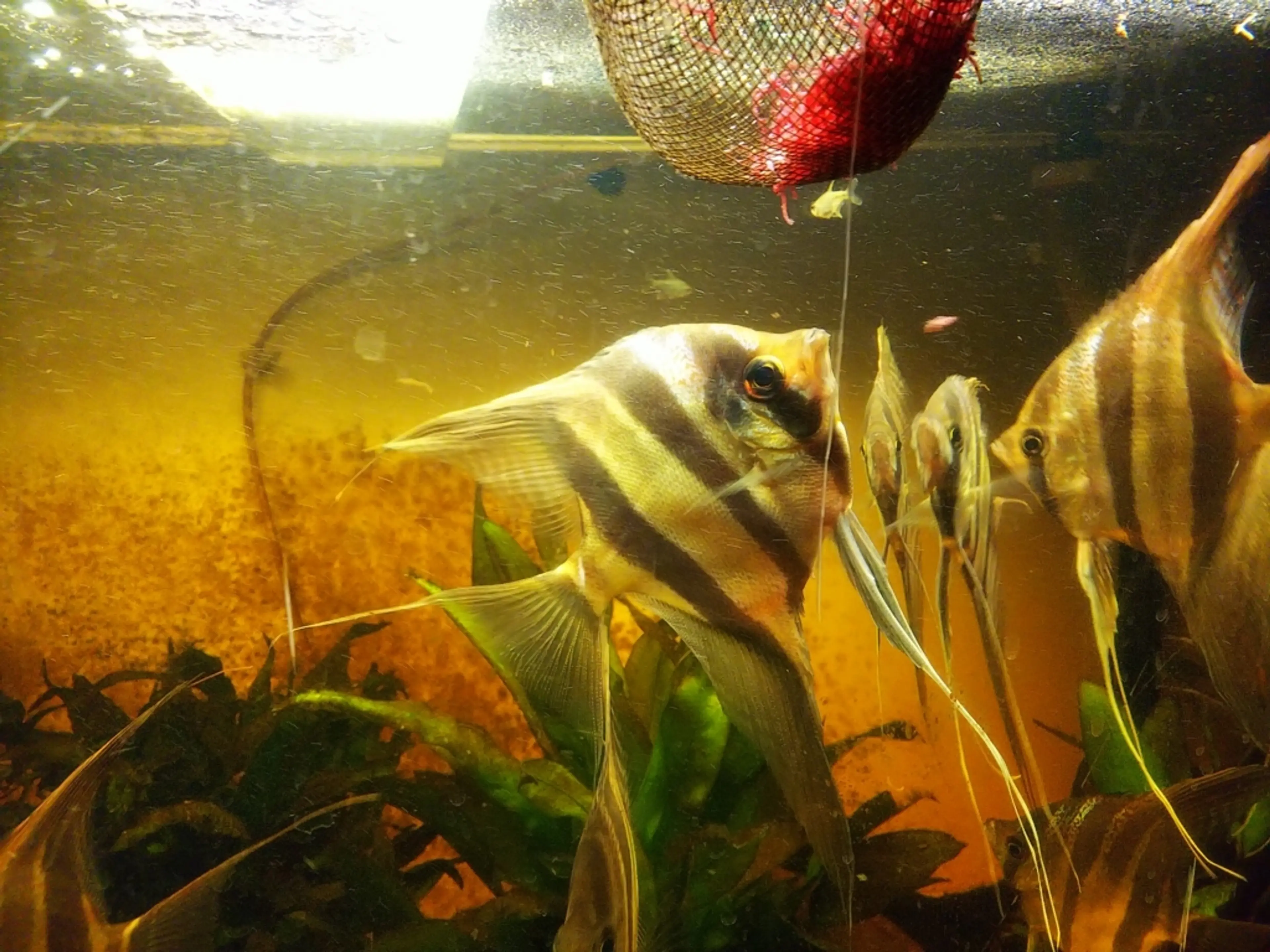 angelfish-looking-at-bloodworms