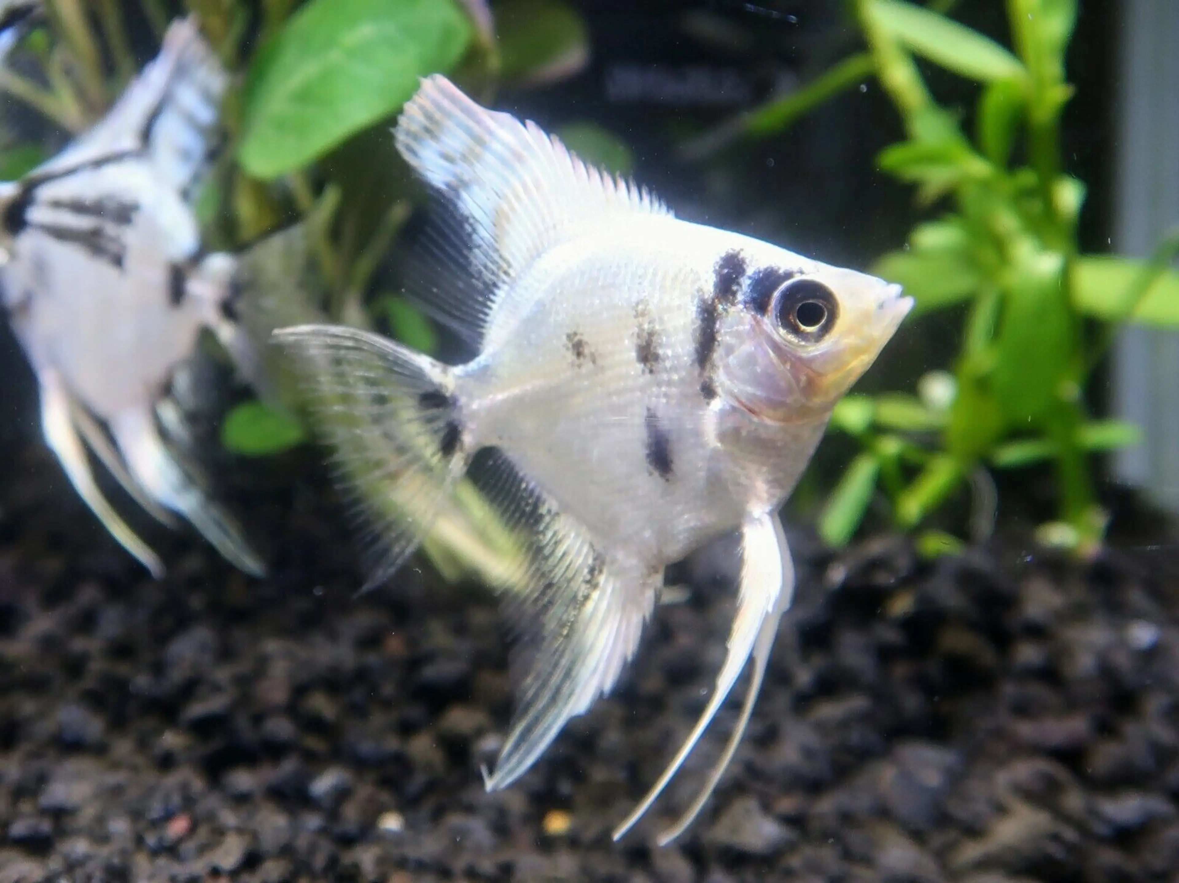 angelfish-panda-juvenile