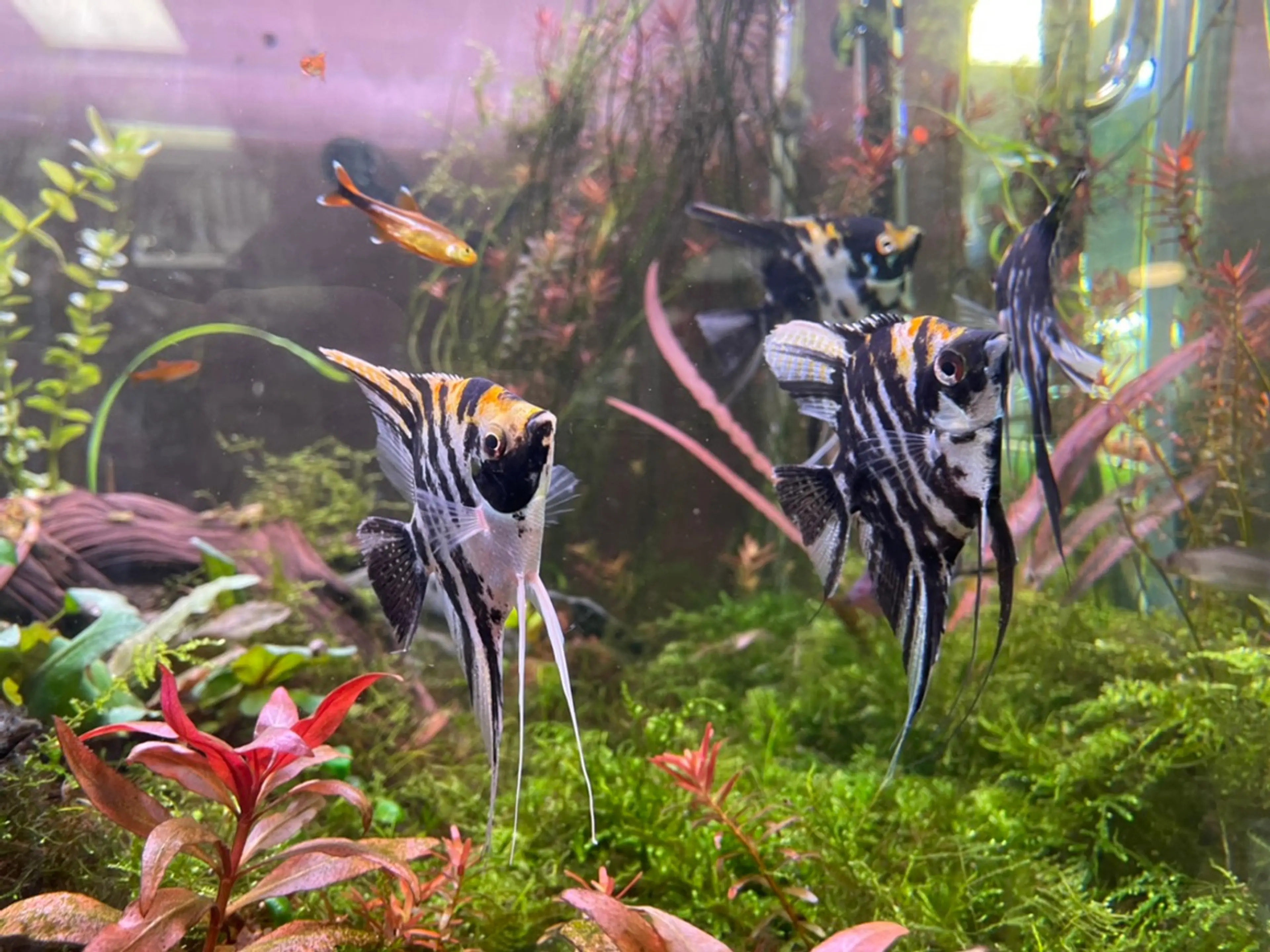 angelfish-zebra-red-shoulder