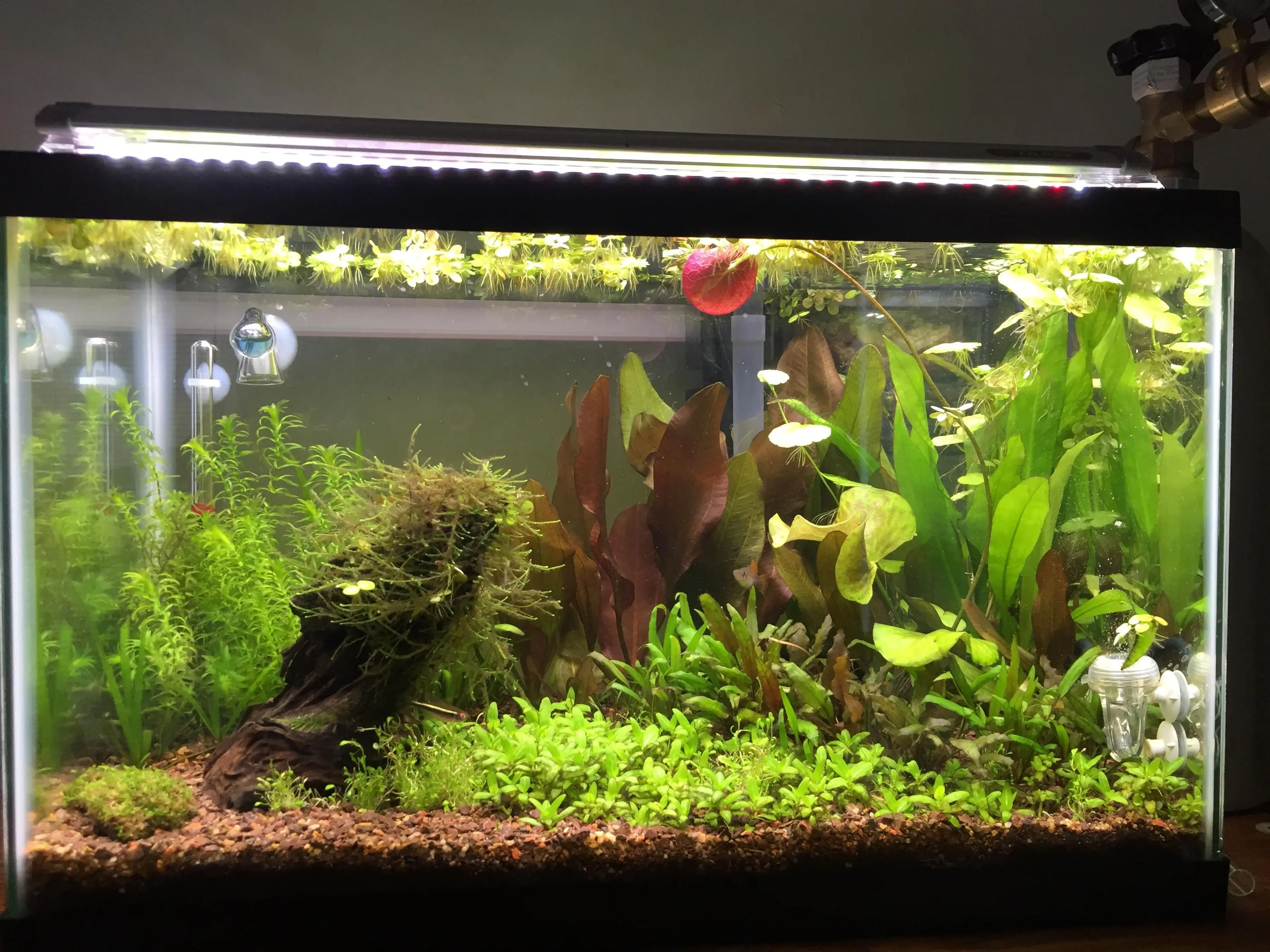 aquarium-planted-10gallon