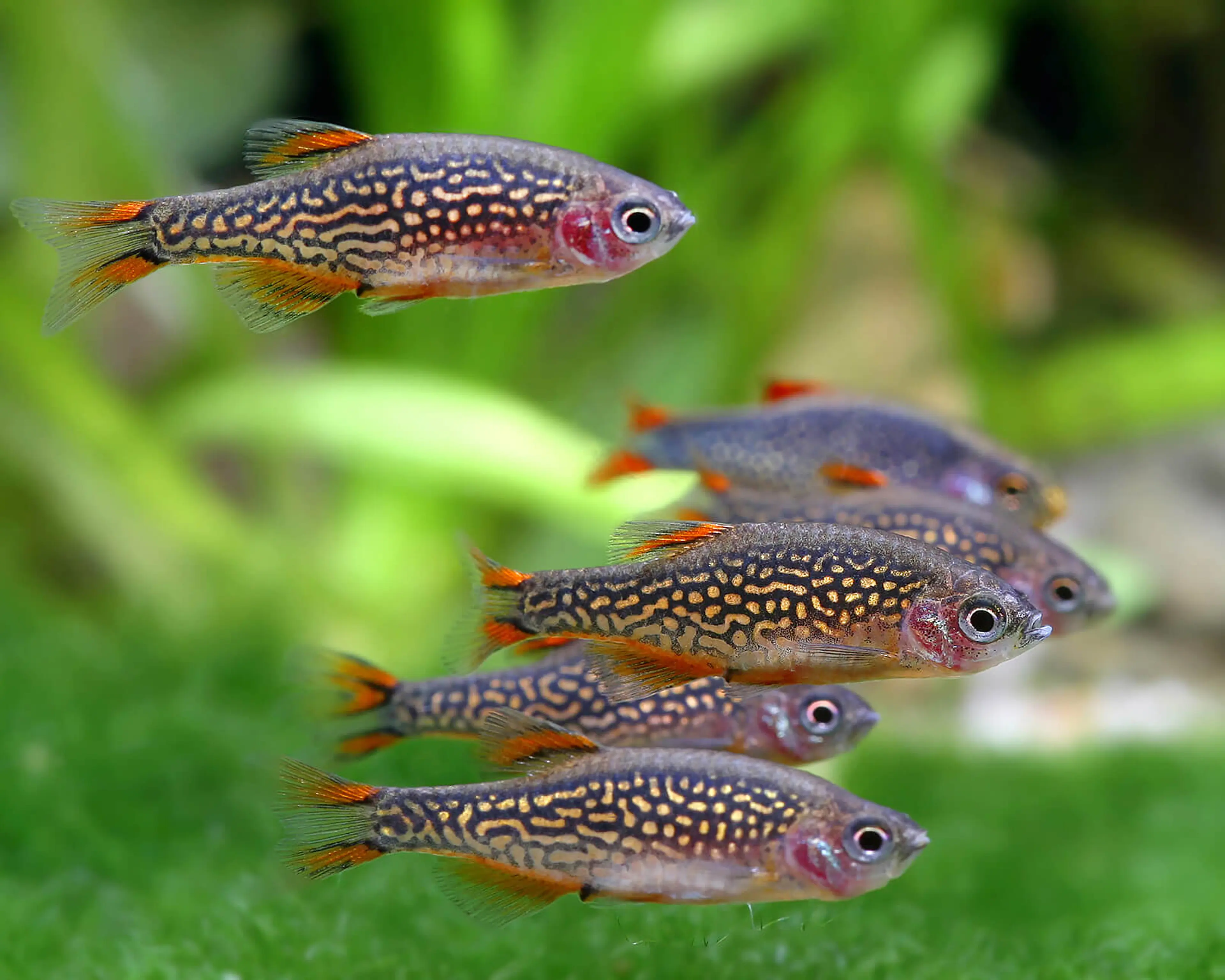 celestial-pearl-danio-6-together