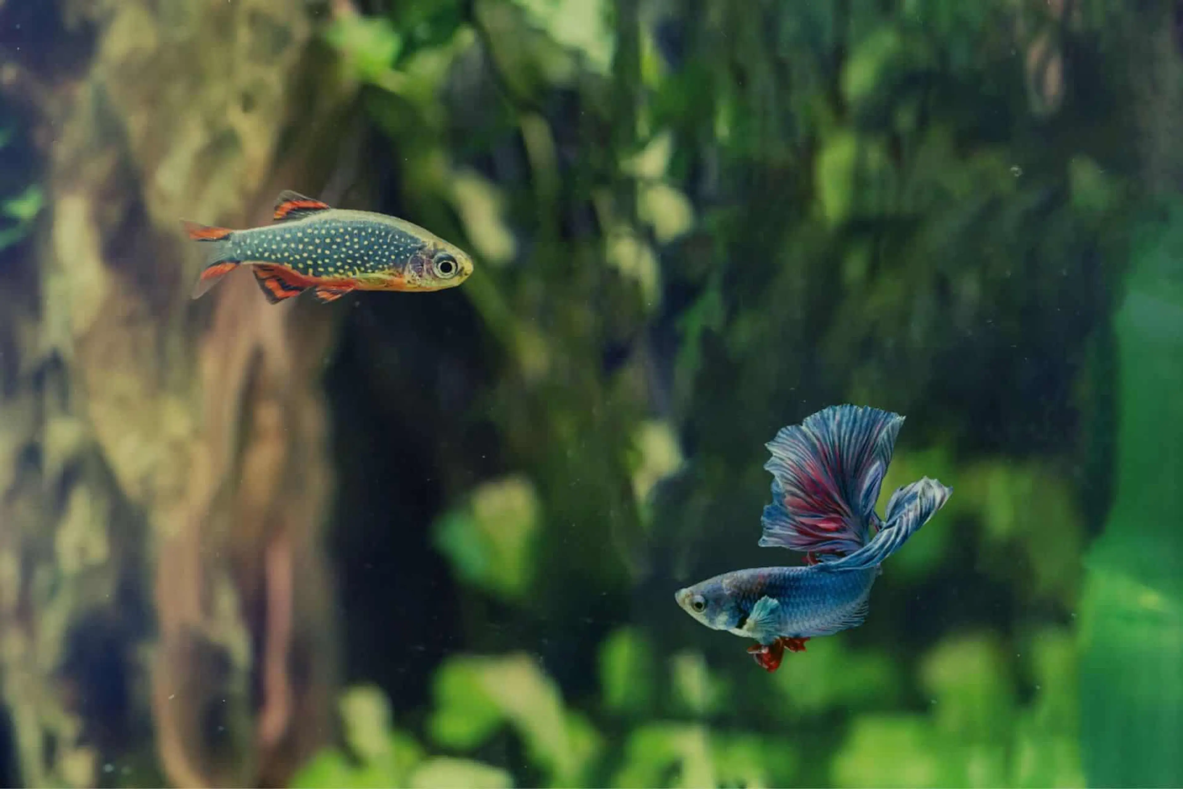 celestial-pearl-danio-with-betta