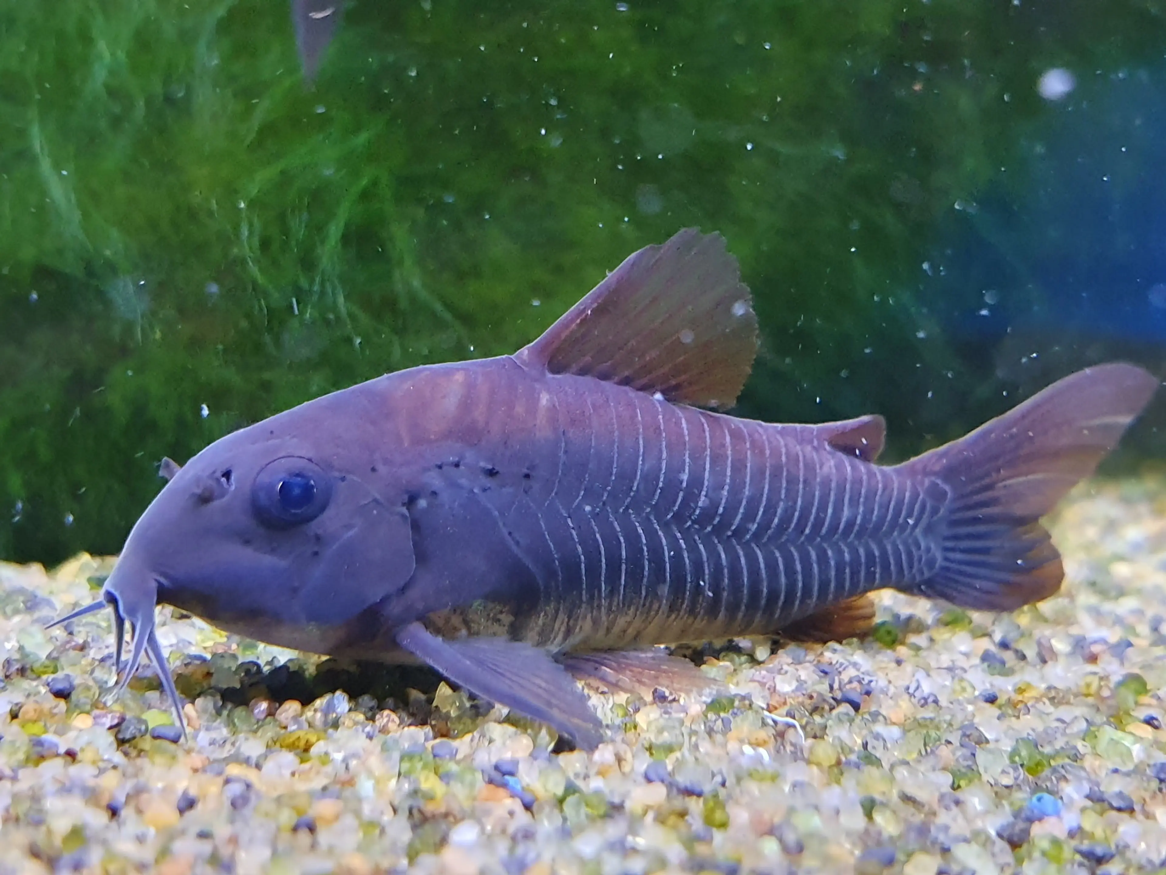 cory-catfish-black