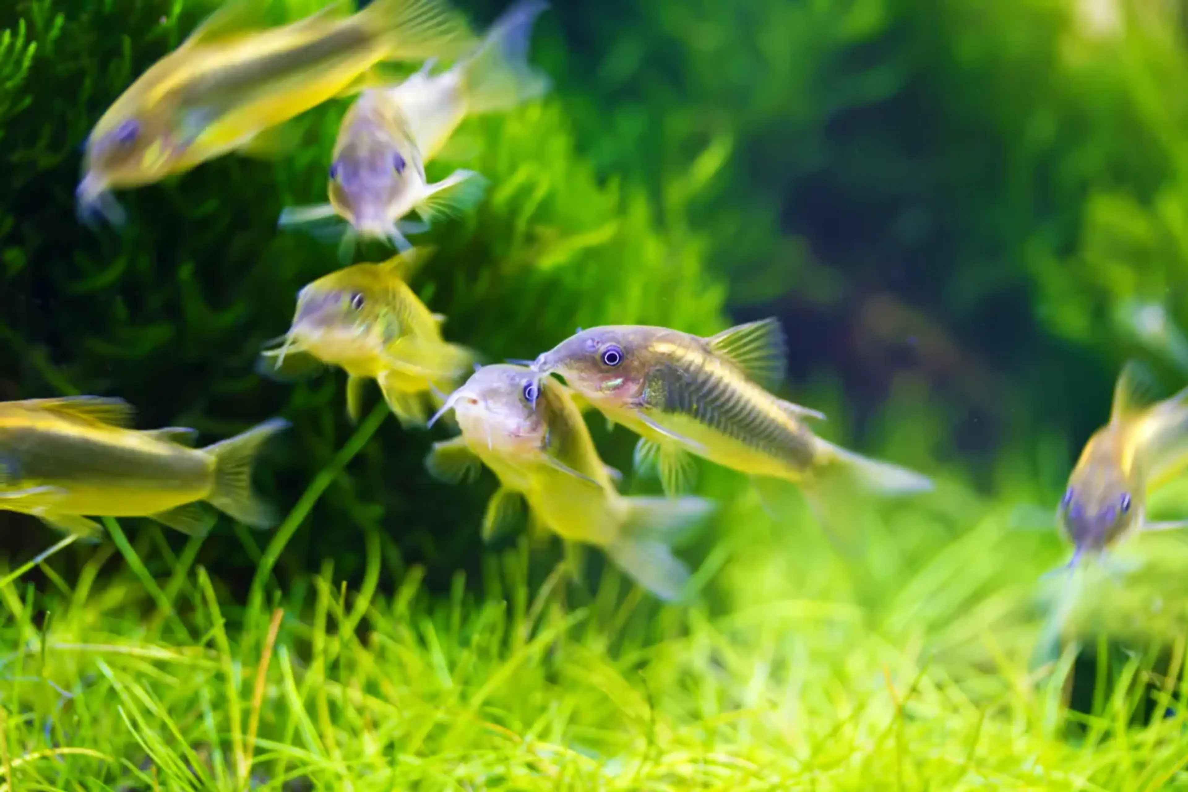 cory-catfish-in-planted-tank-group