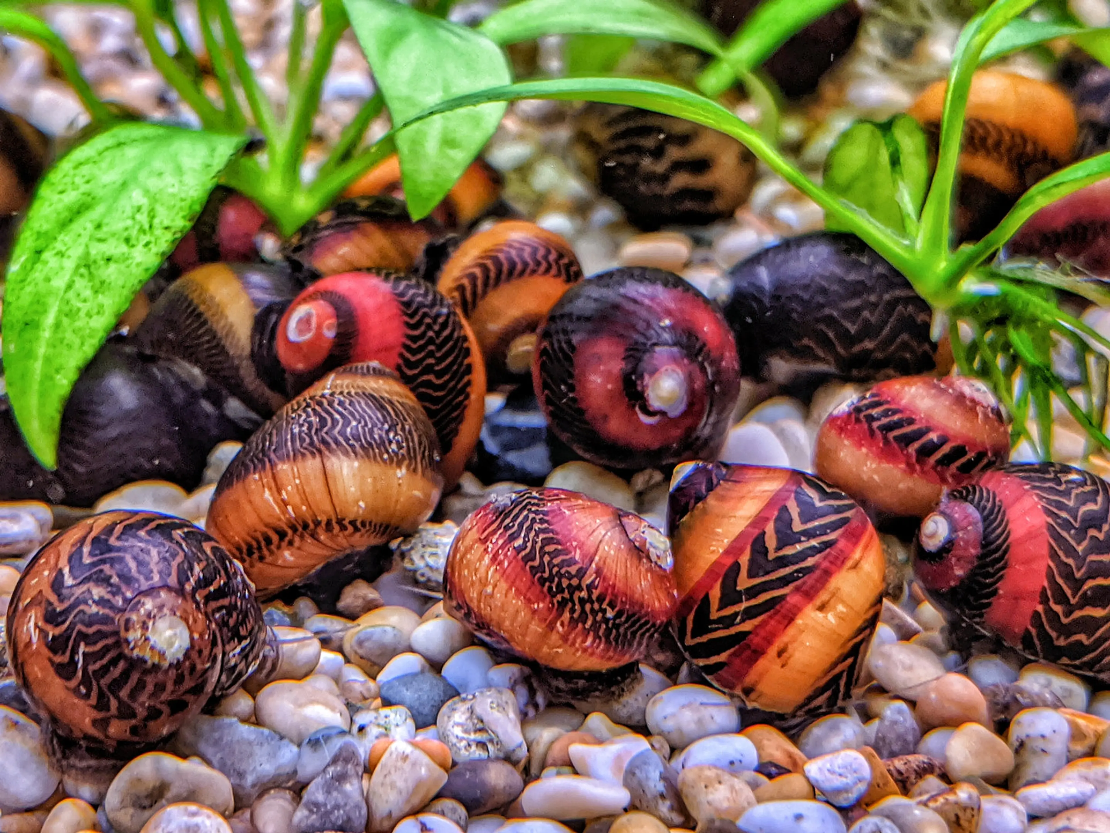 different-nerite-snails-together