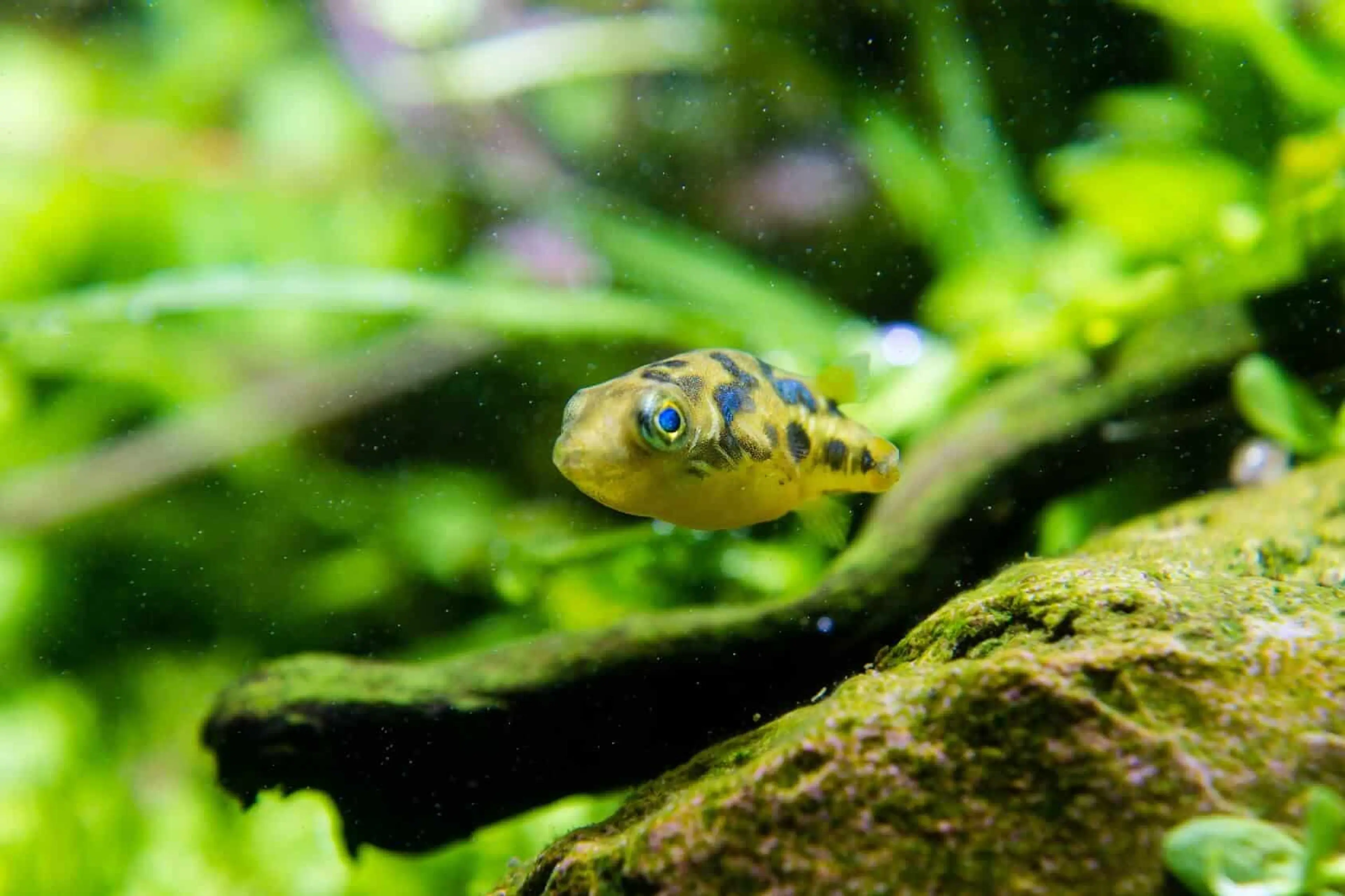 dwarf-pea-puffer-above-rock