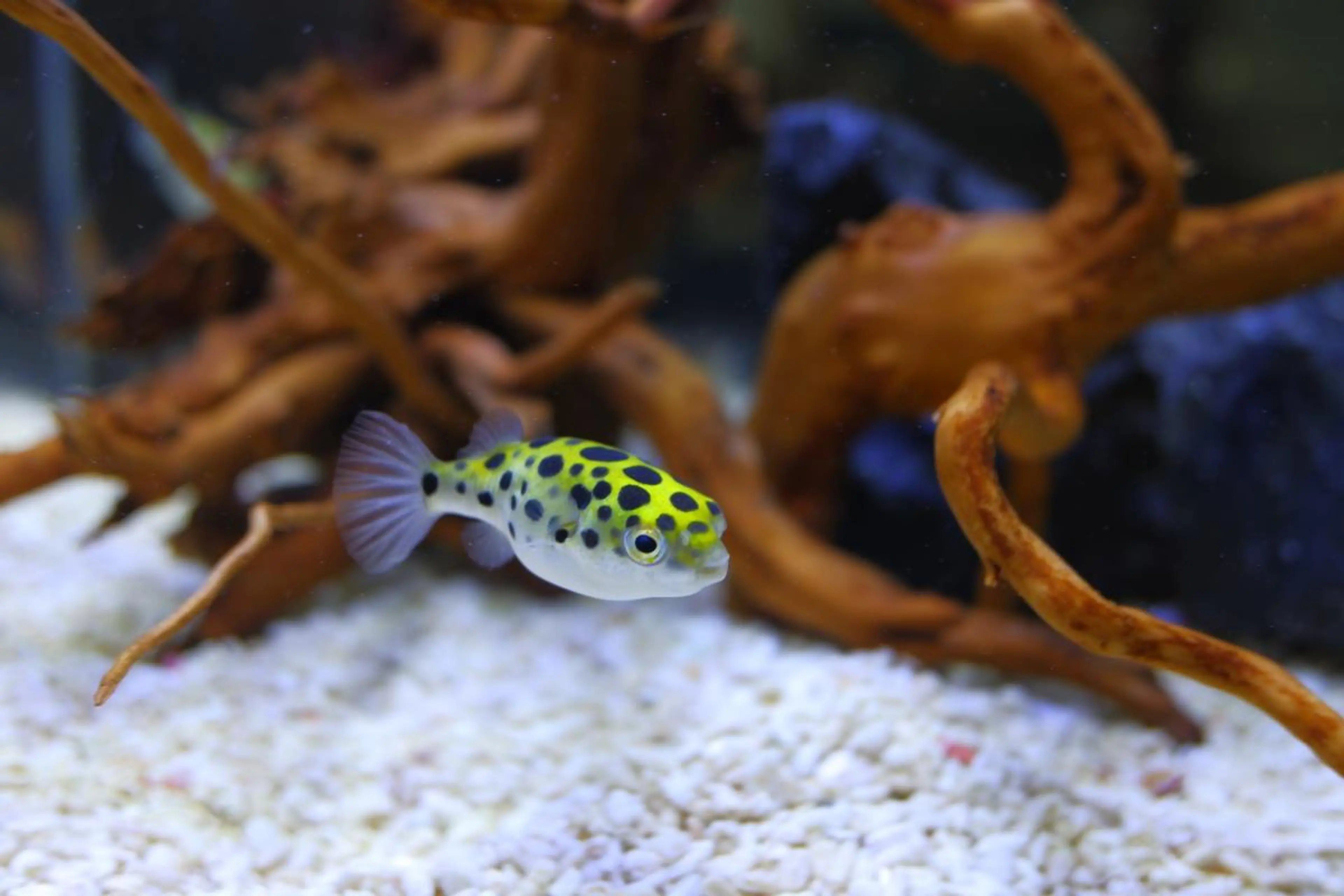 dwarf-pea-puffer-before-spider-wood