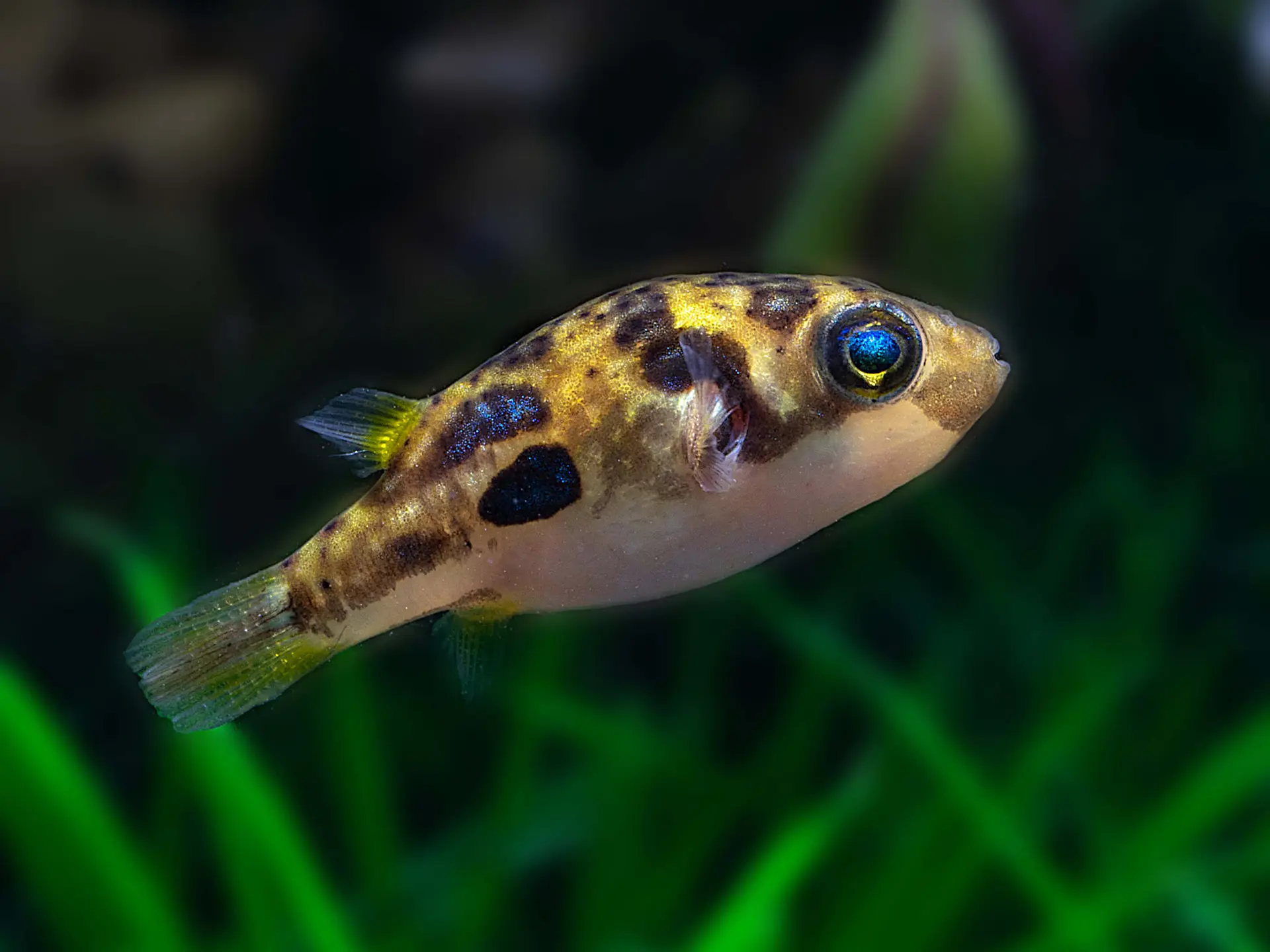 Dwarf Pea Puffers: The Ultimate Nano Fish for Small Aquariums