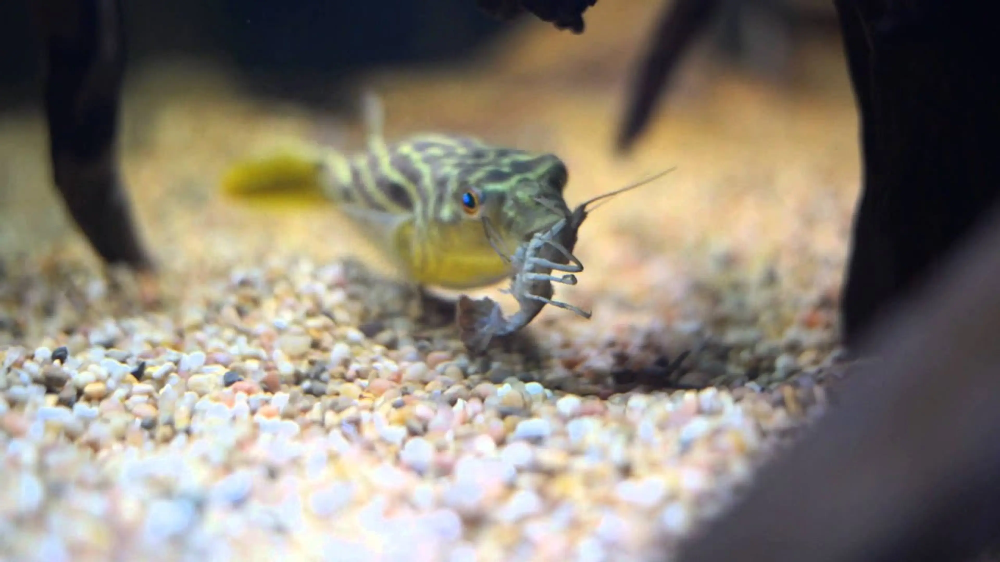 dwarf-pea-puffer-eating-shrimp