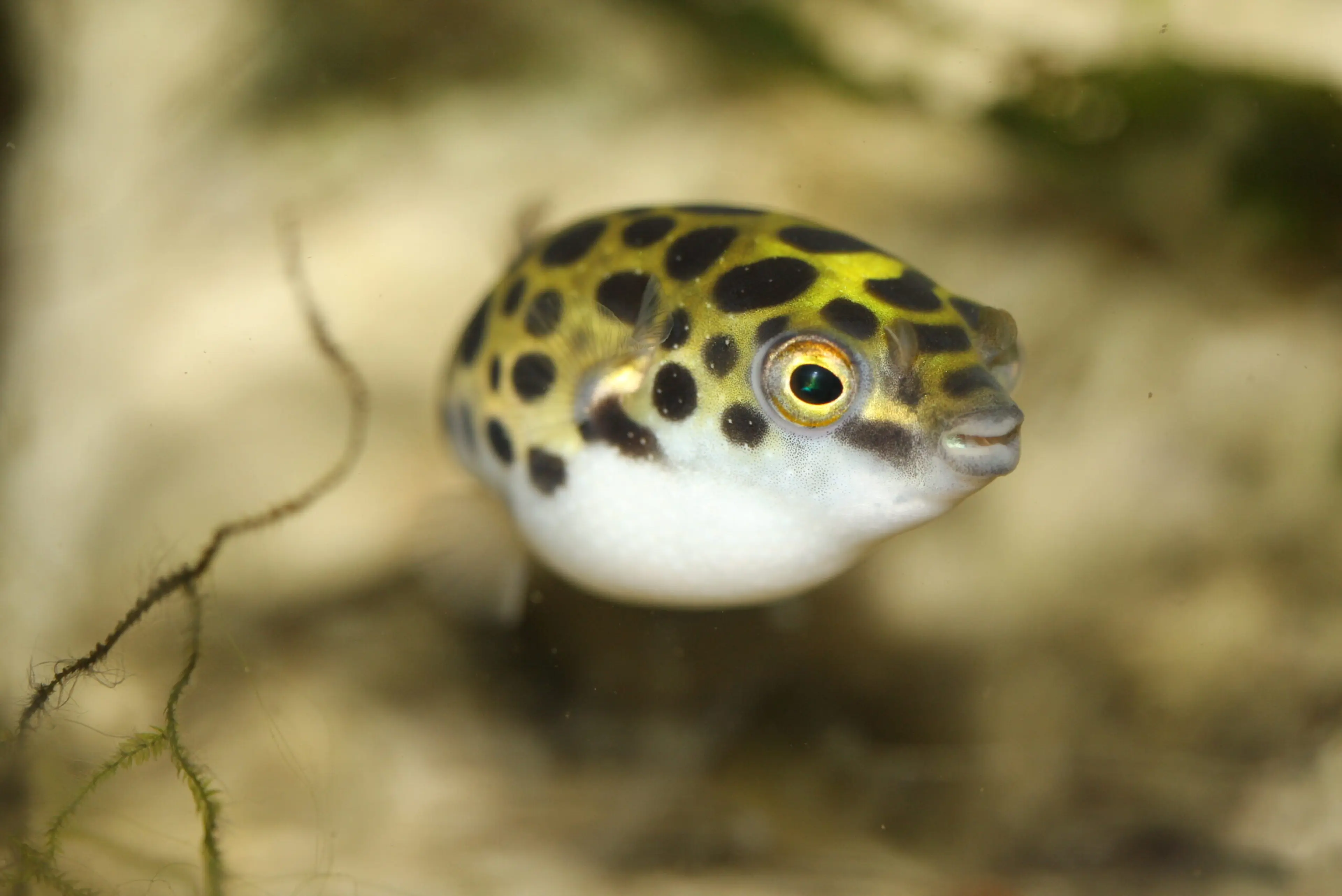 dwarf-pea-puffer-puffed