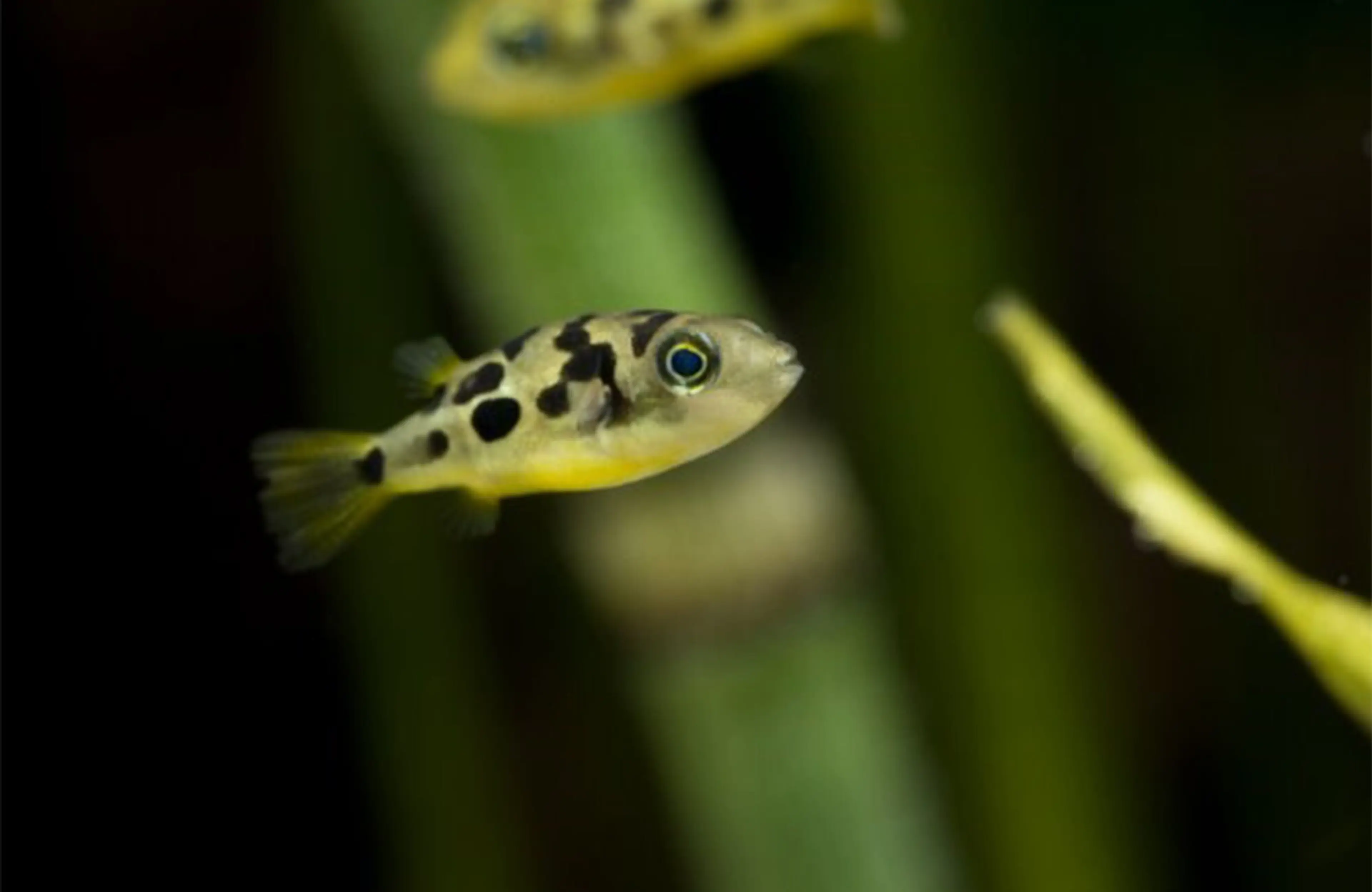 dwarf-pea-puffer