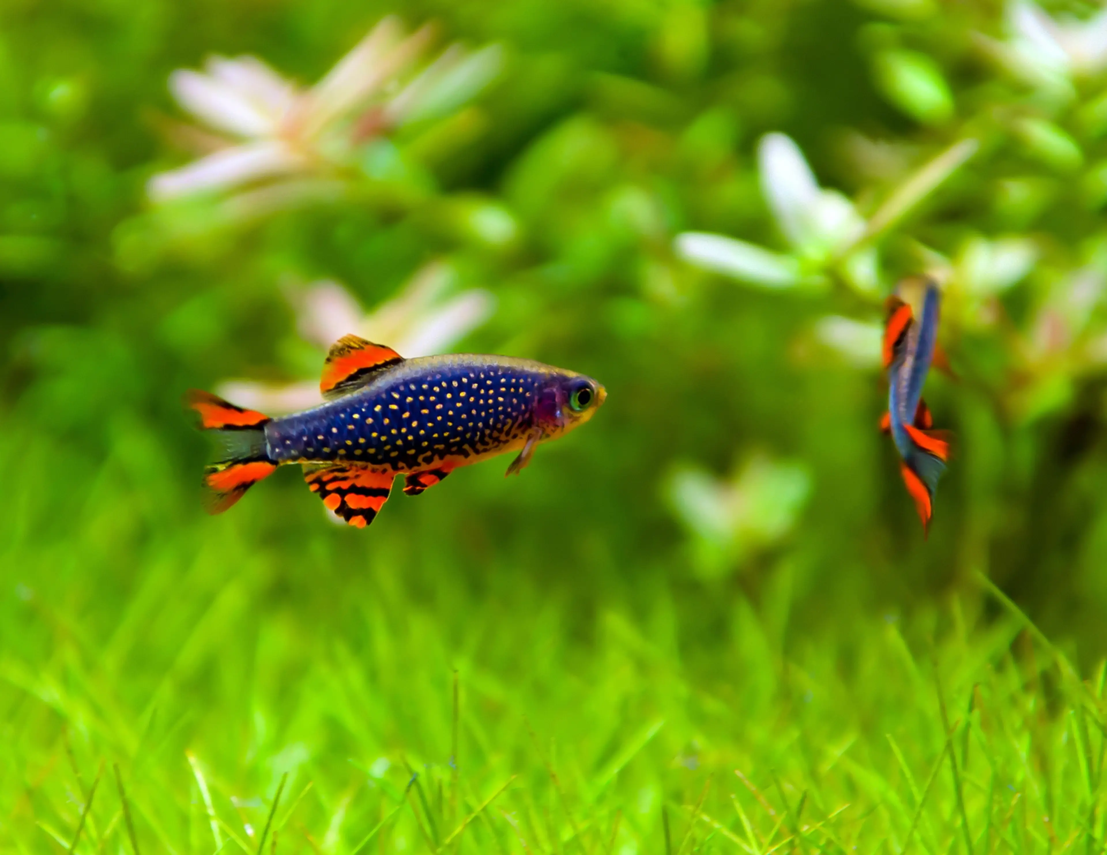 galaxy-rasbora