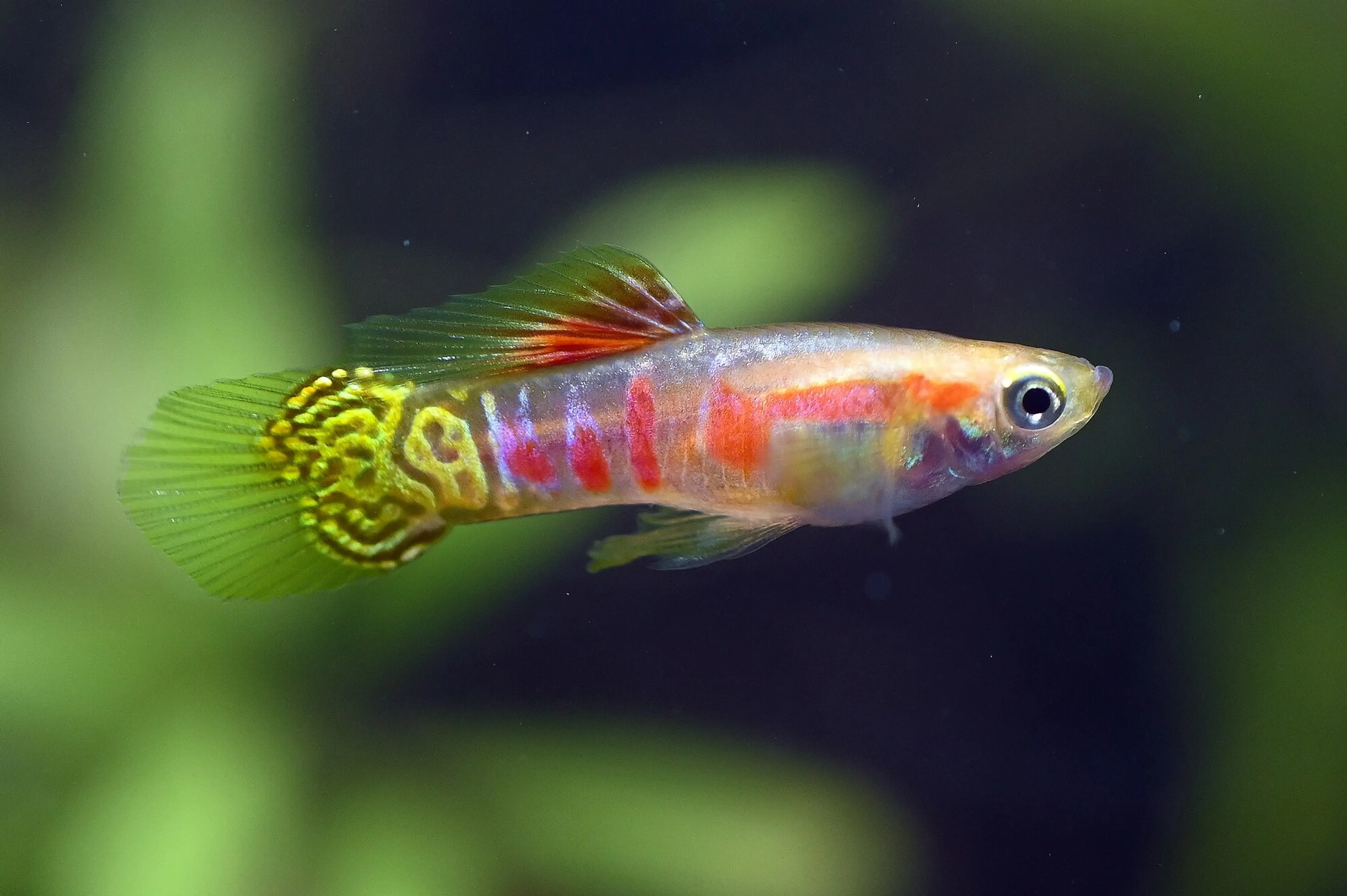 ginga-rubra-guppy