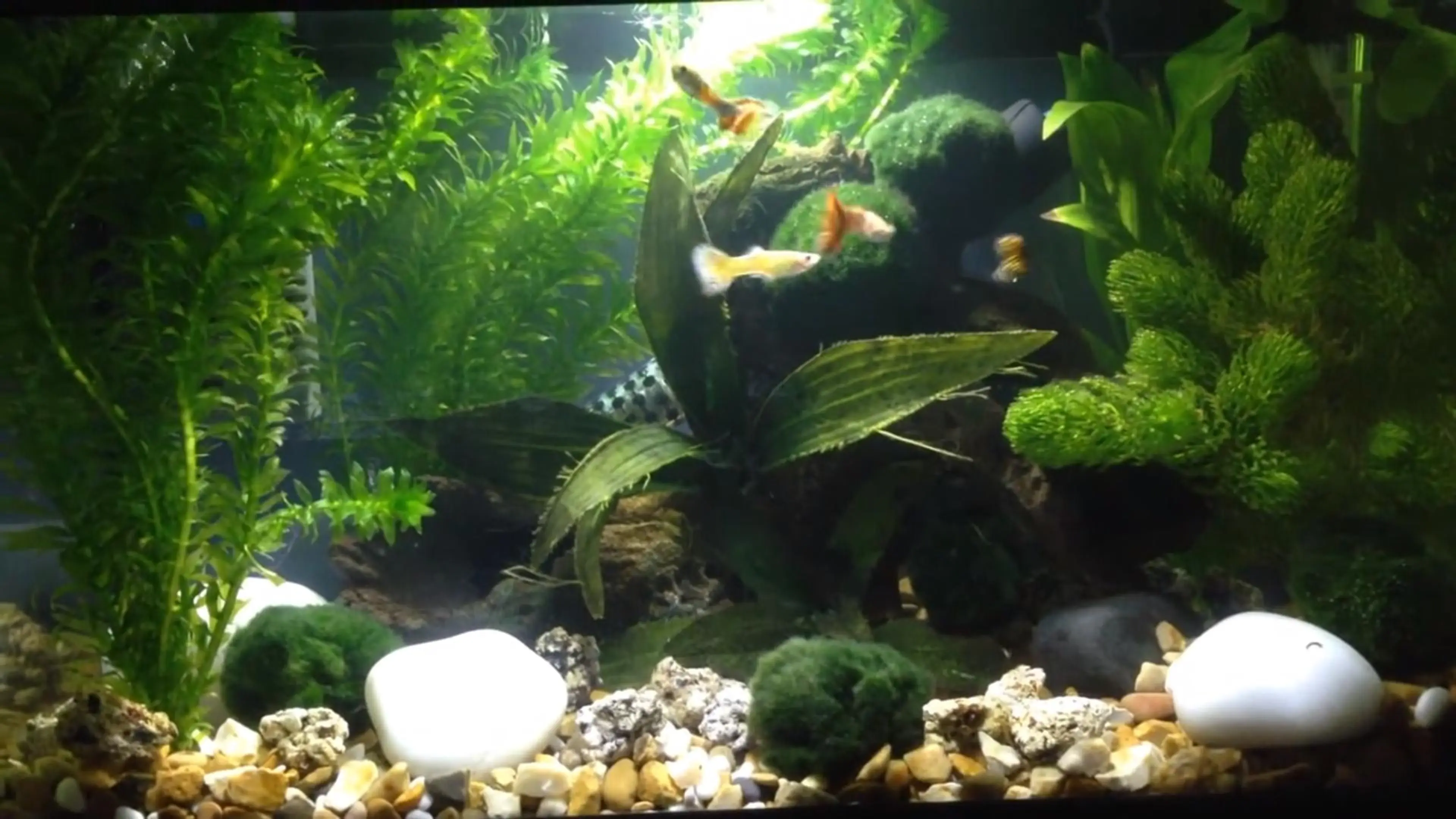 guppies in 5 gallon tank