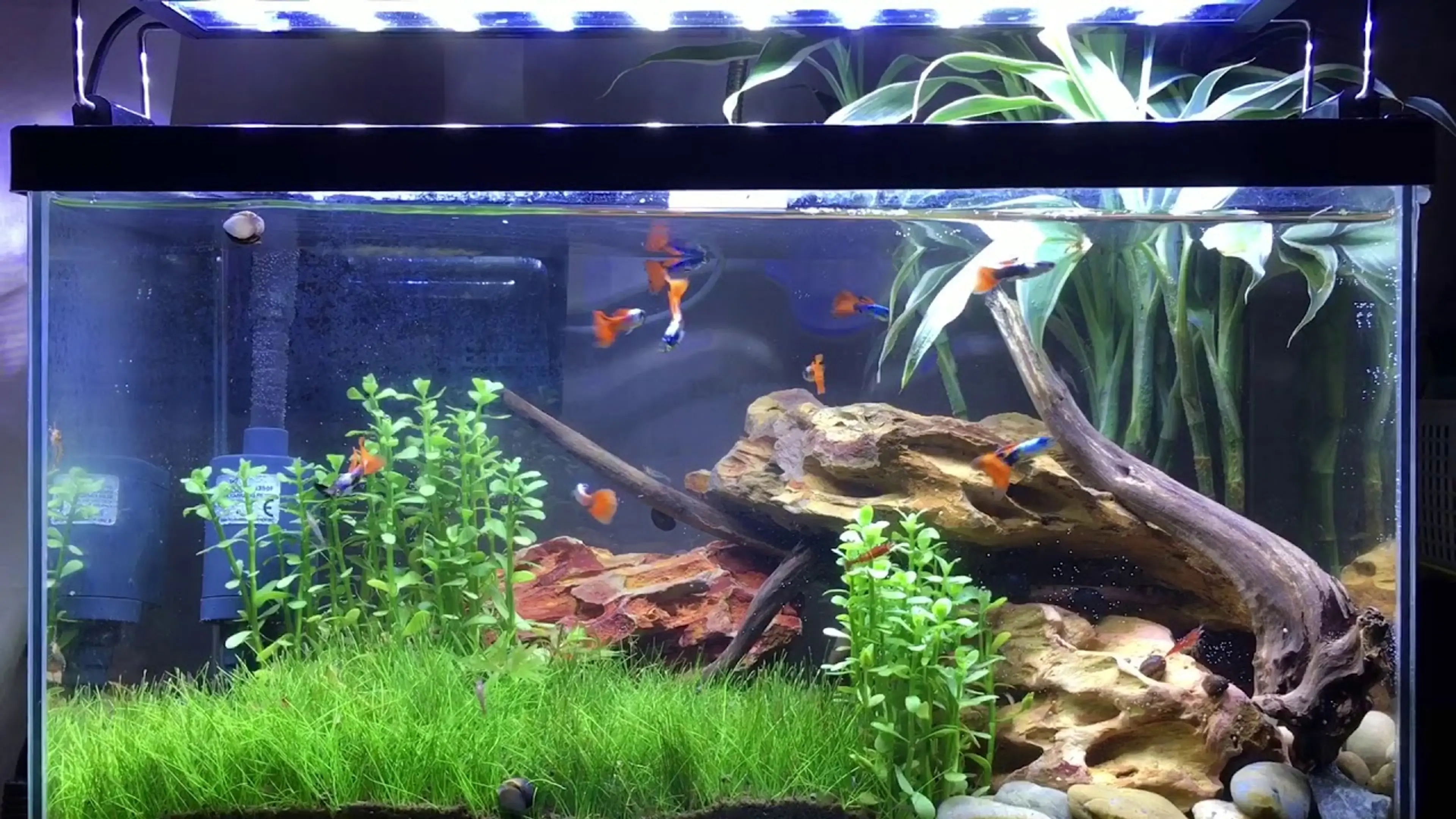 guppy-aquascape-tank