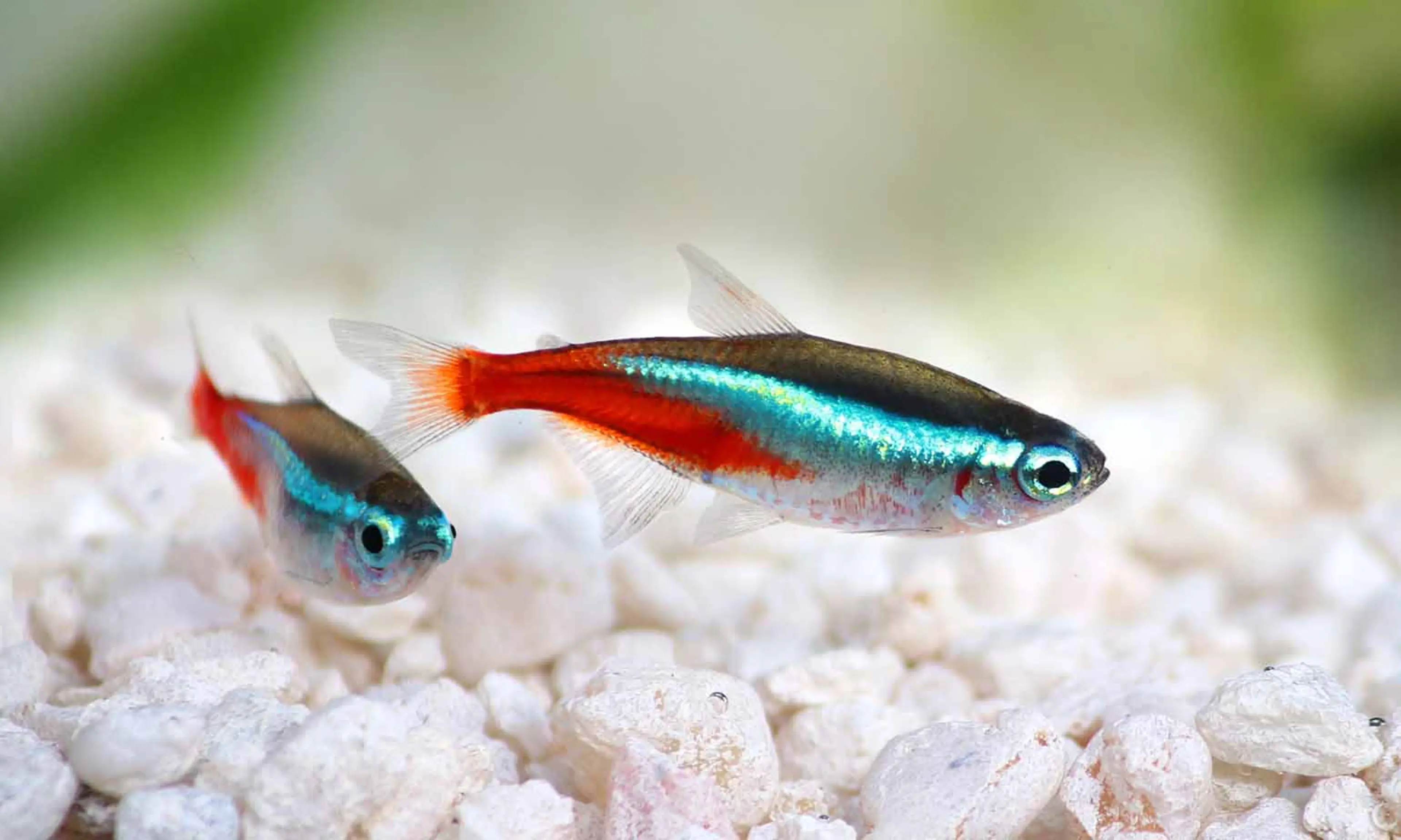 neon-tetra-on-white-gravel