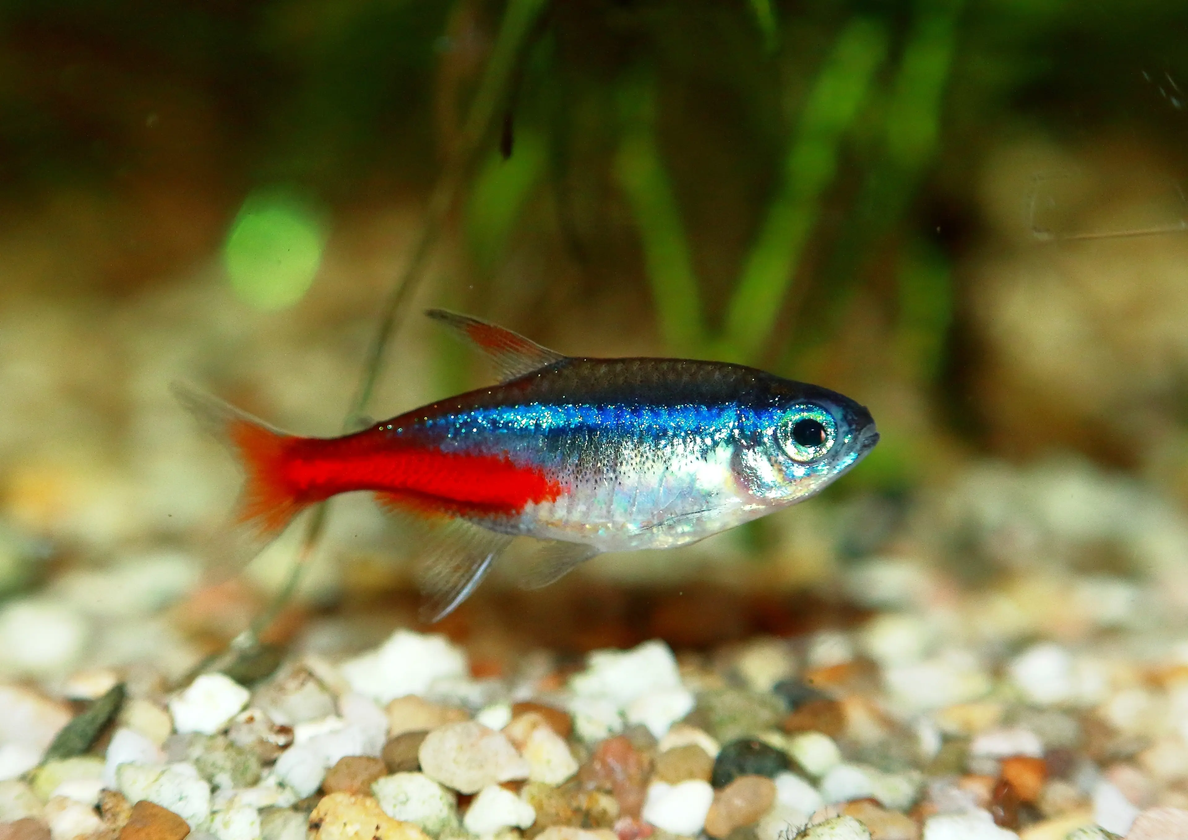 neon-tetra