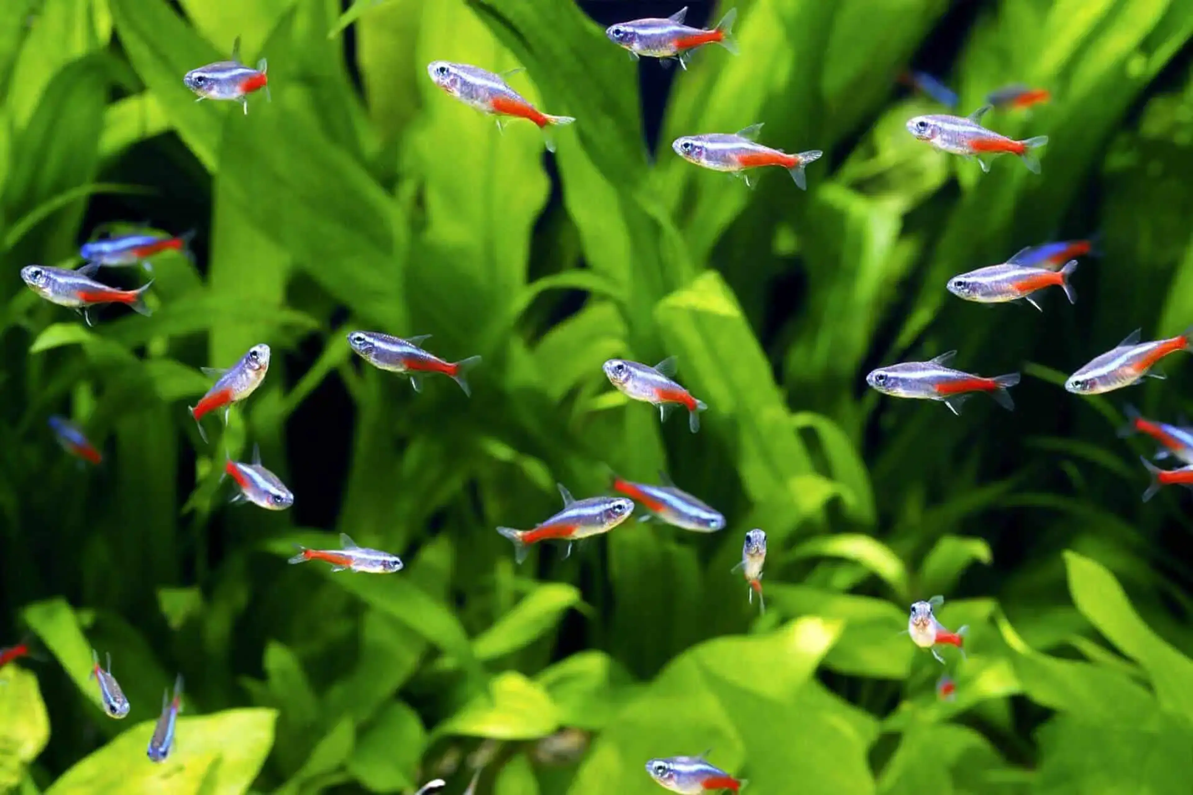 neon-tetras-planted-tank