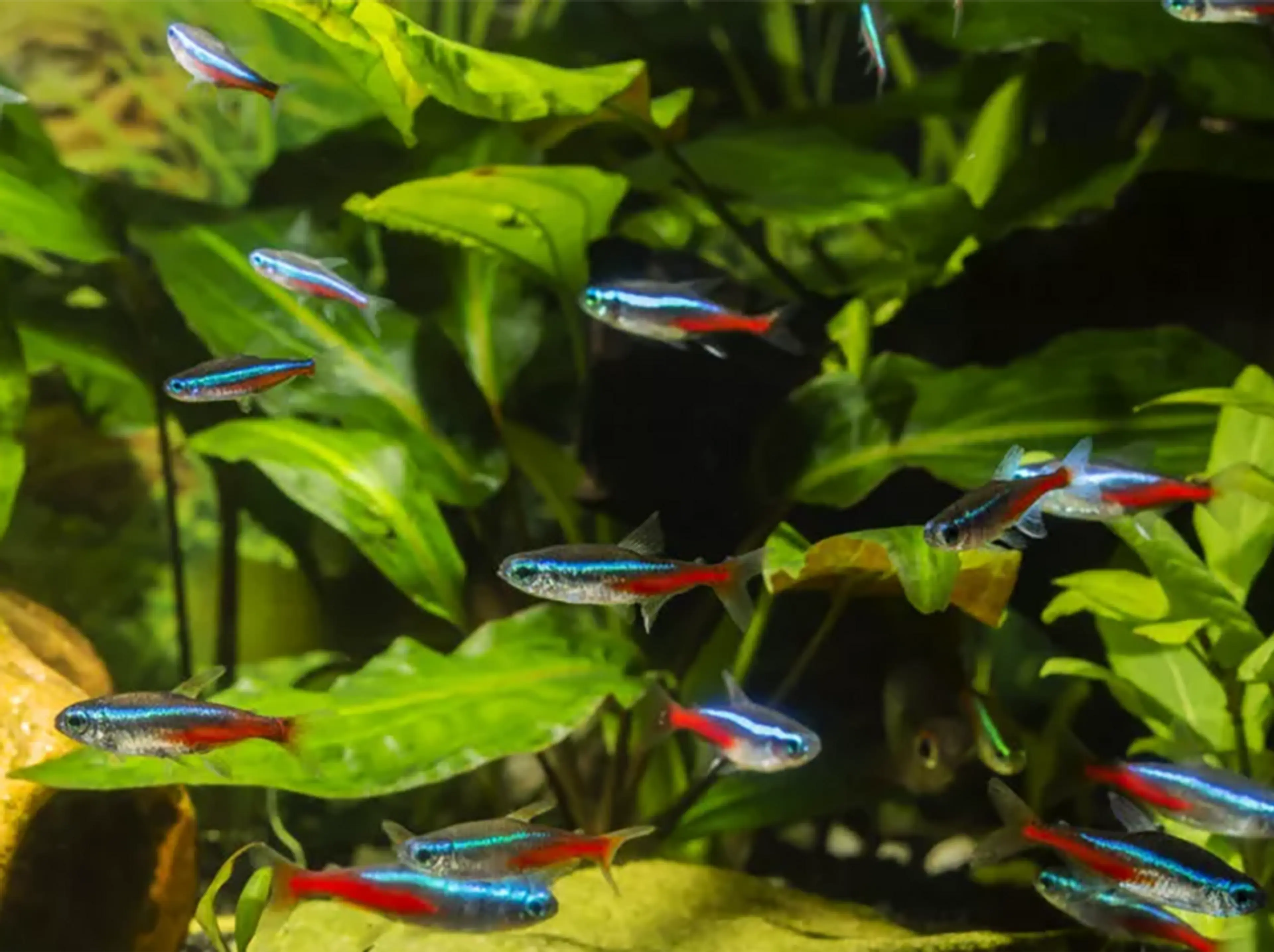 neon-tetras-schooling-together