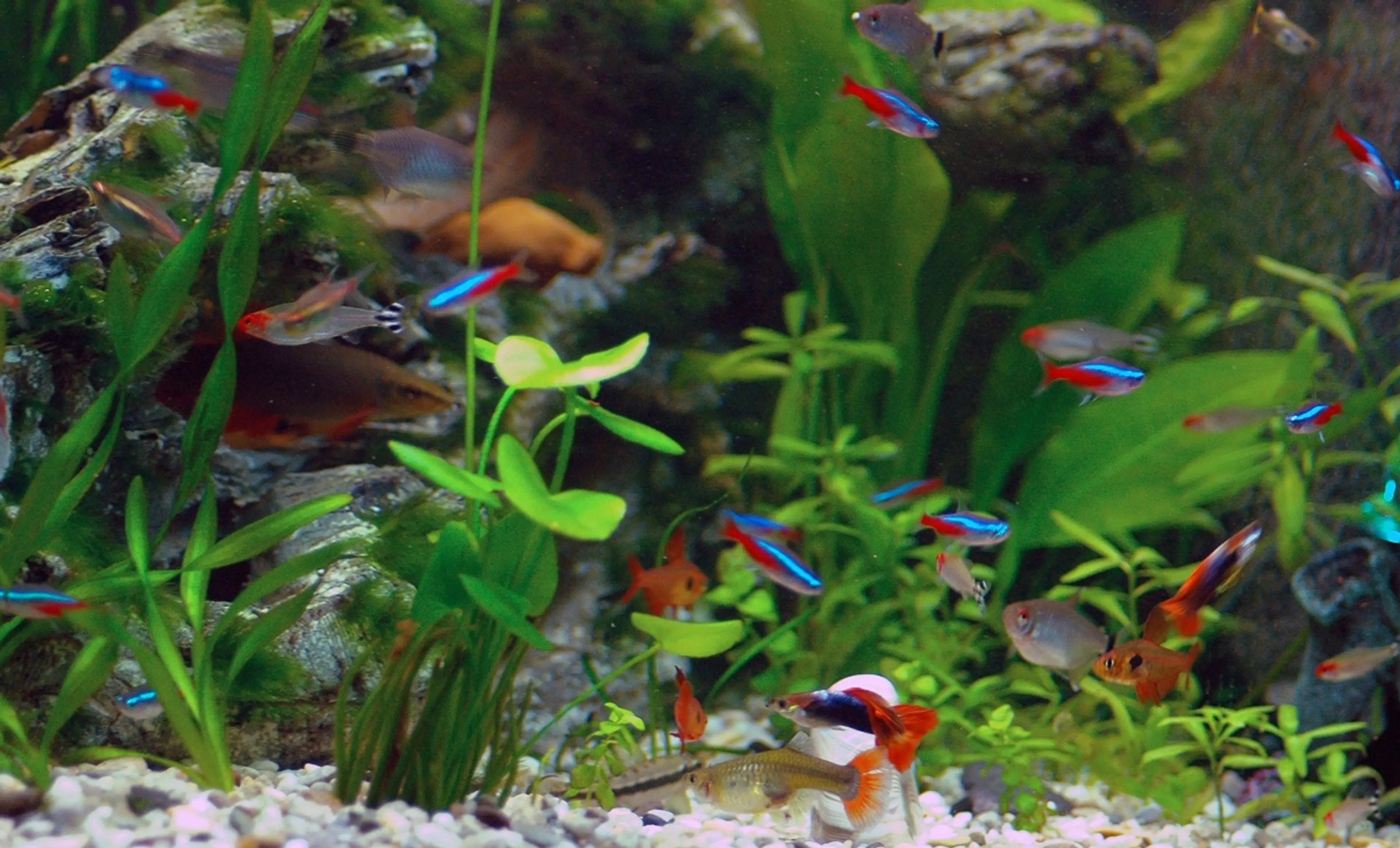 neon-tetras-with-guppies-and-other