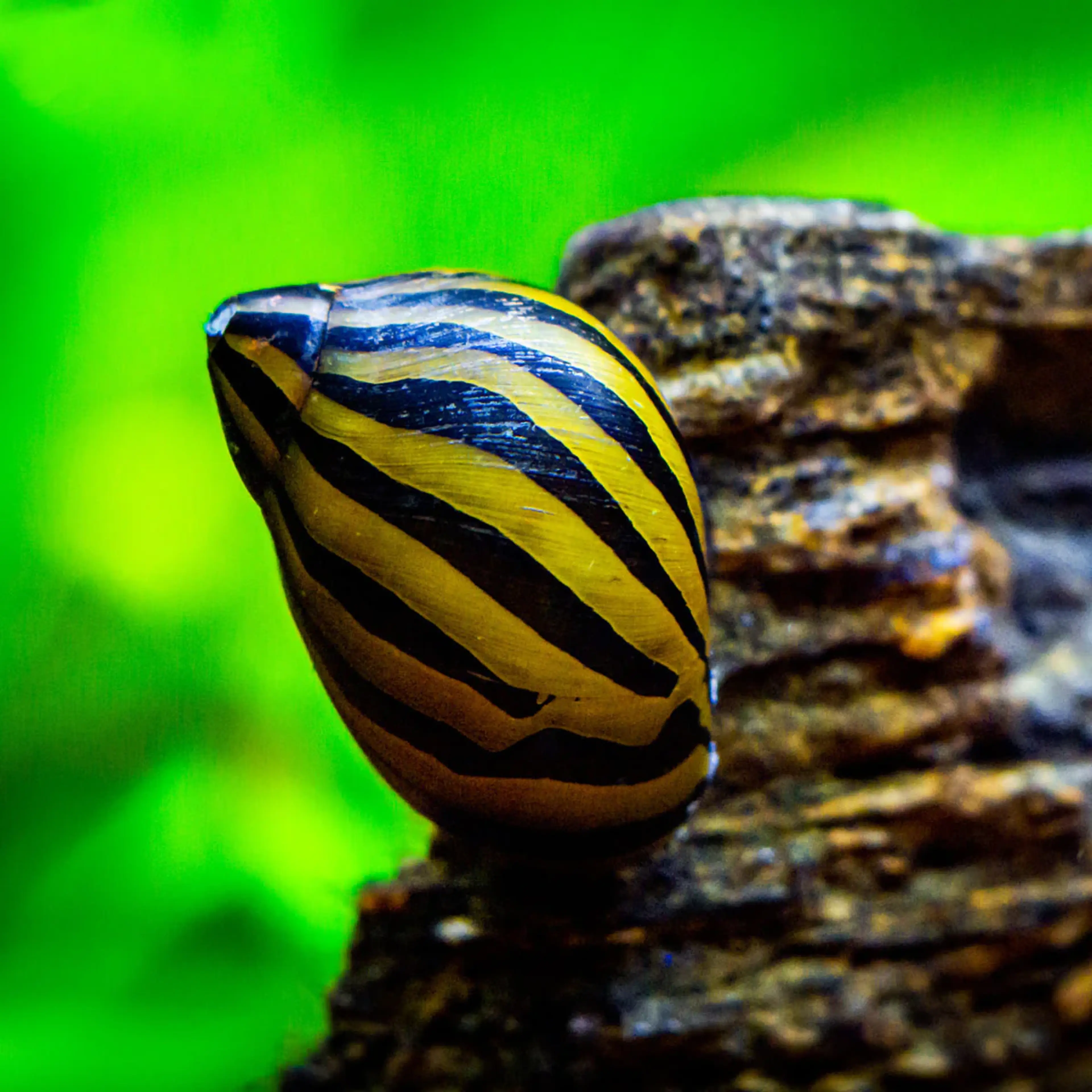 nerite-snail-on-rock