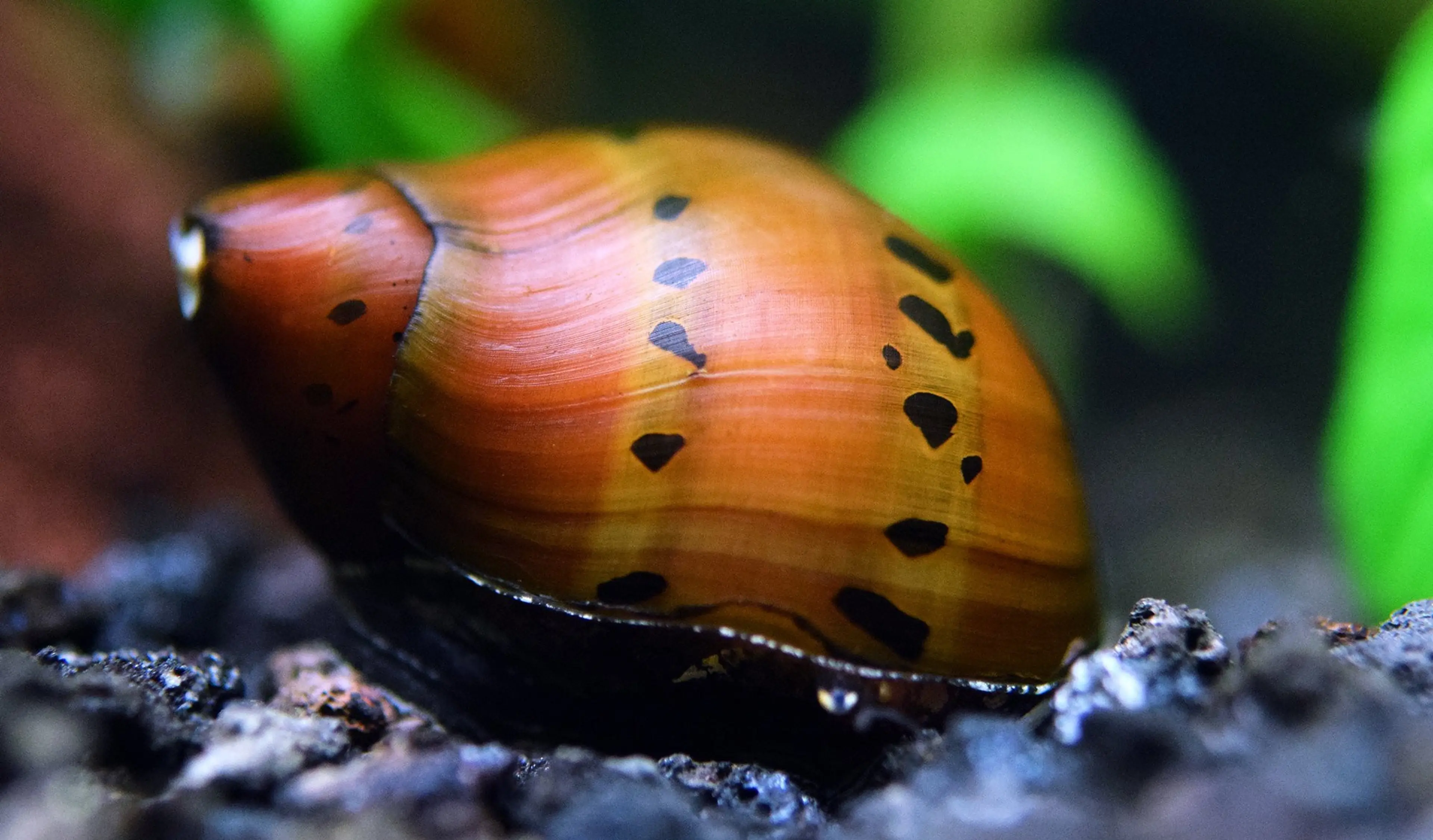 nerite-snail-planted-aquarium