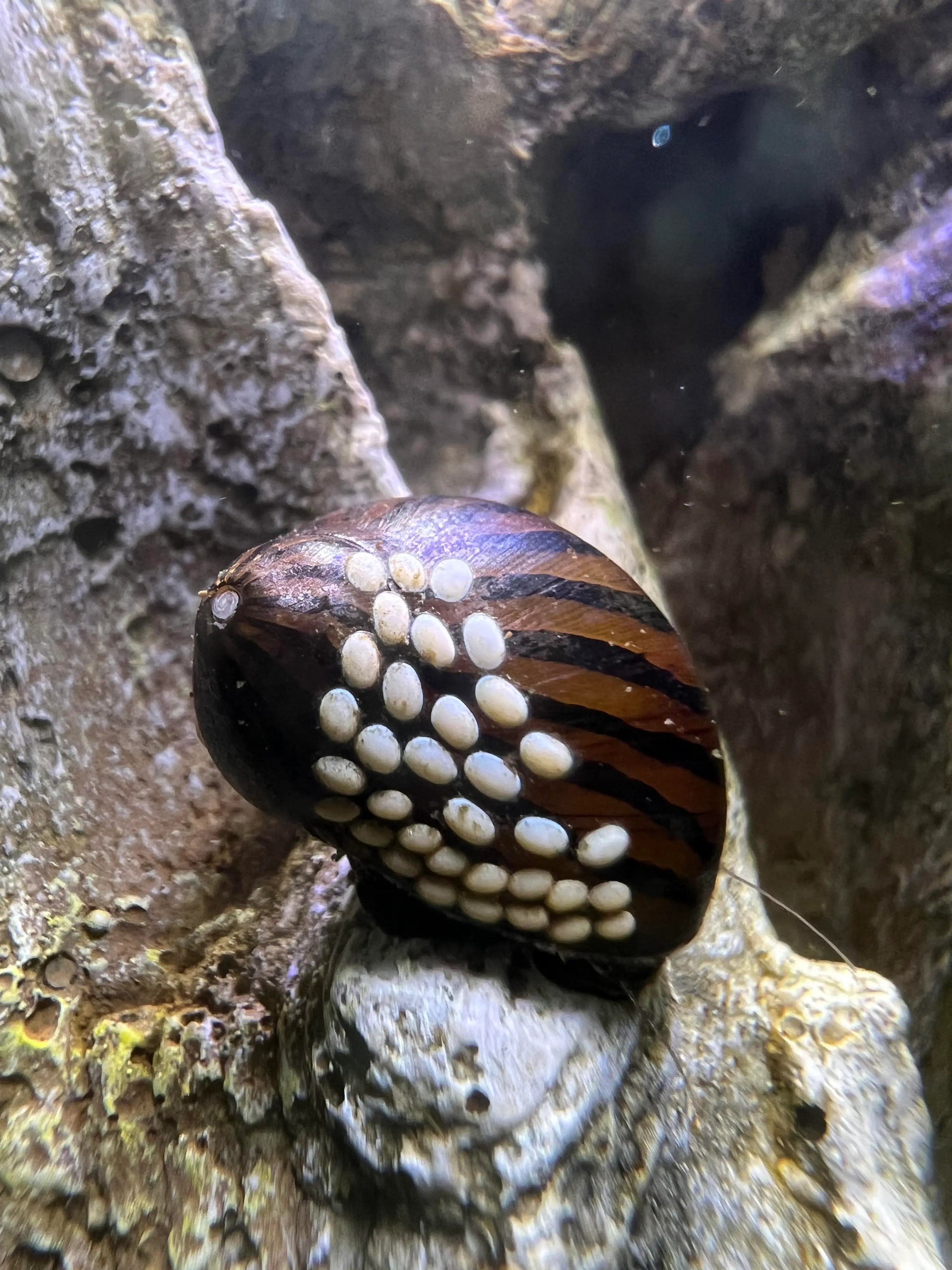 nerite-snail-with-eggs-stuck-to-it