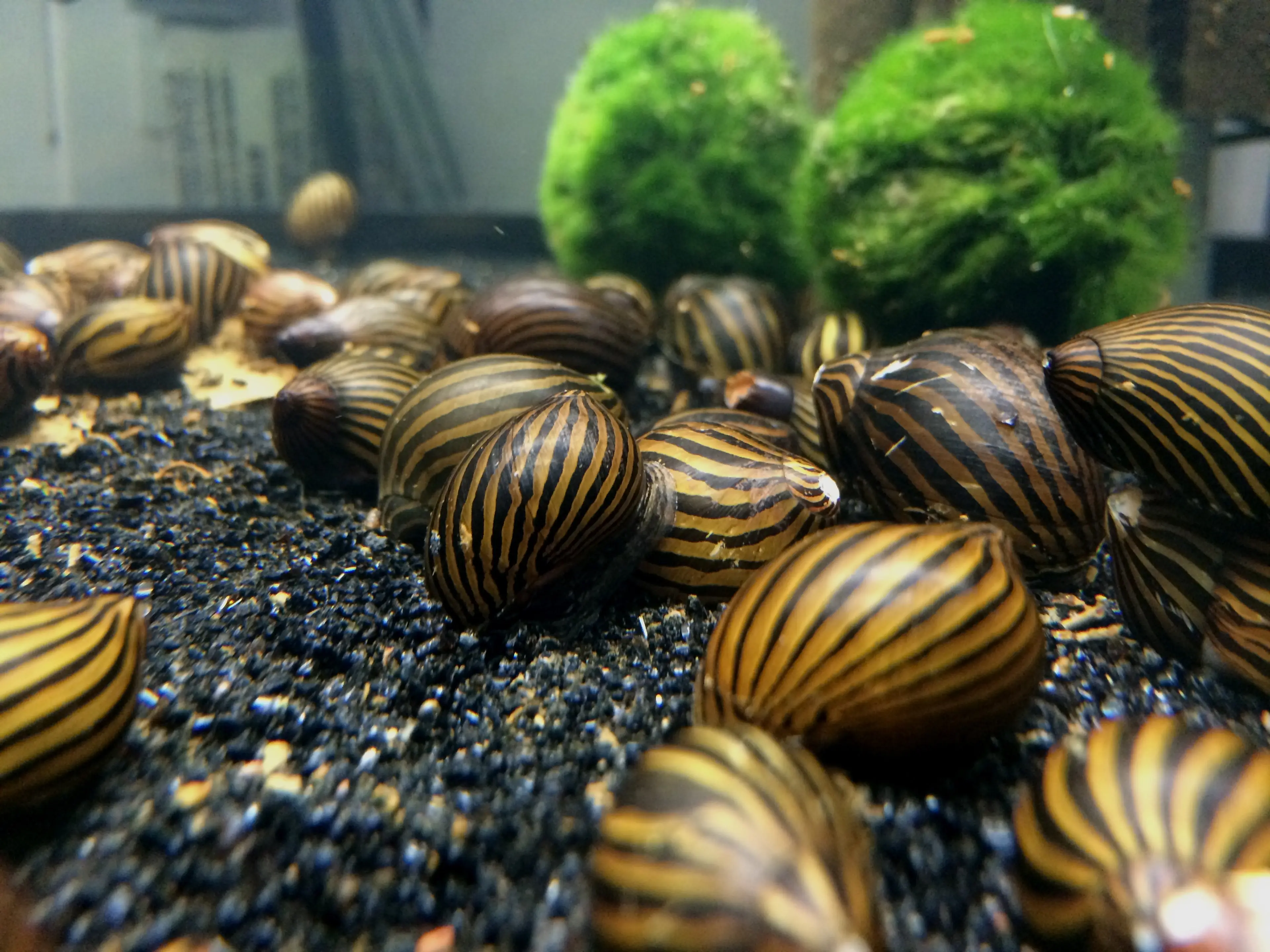 nerite-snails