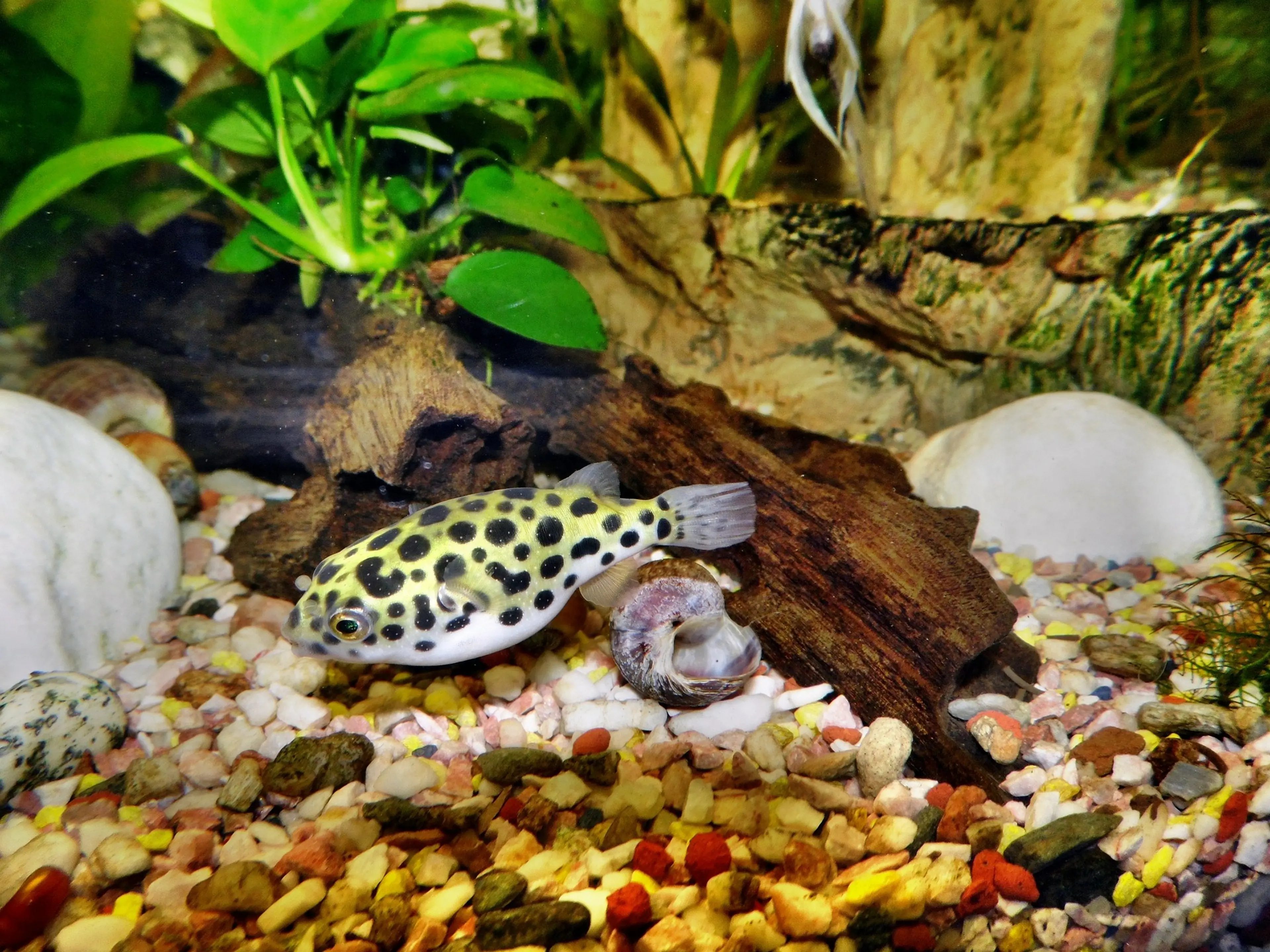 pea-puffer-around-snails