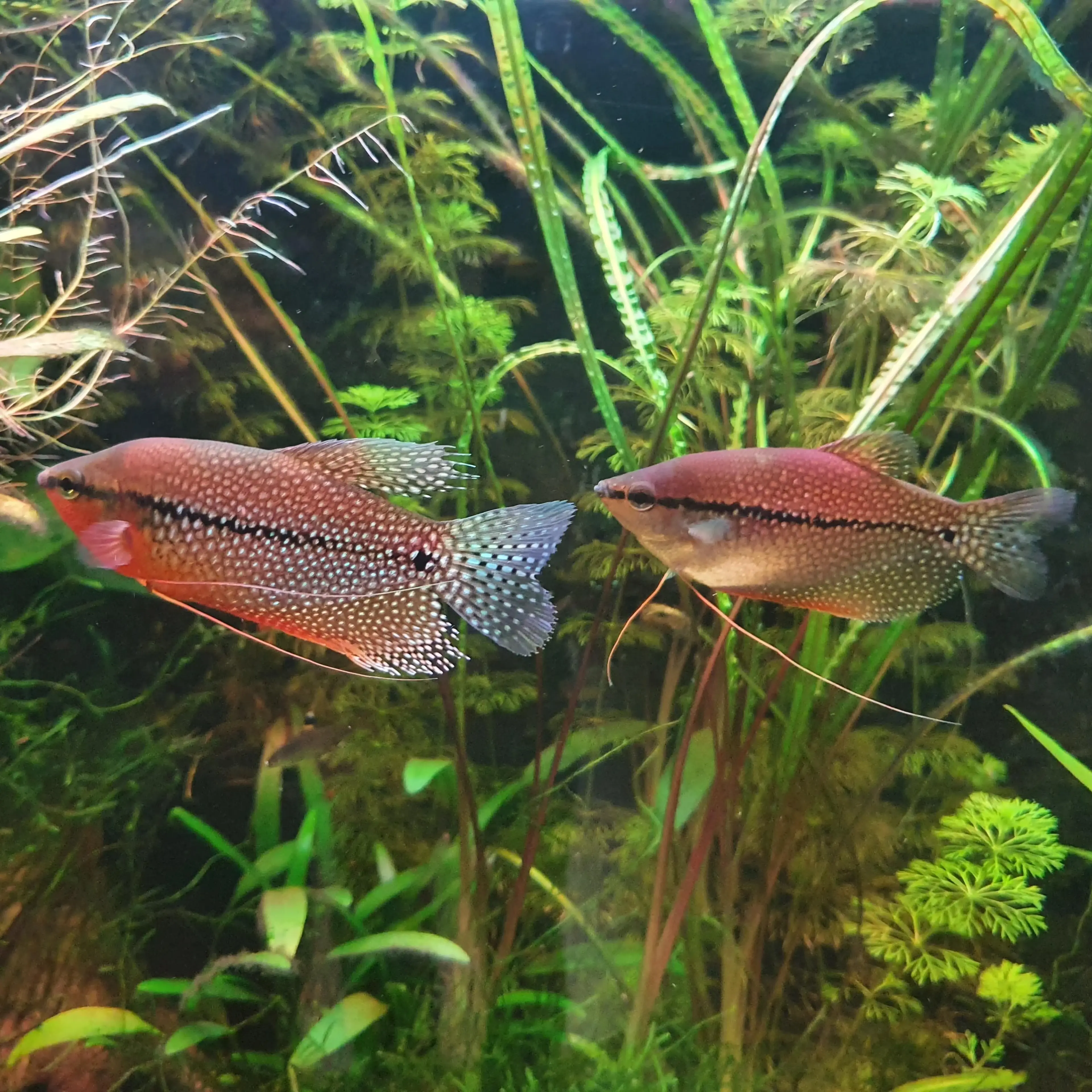 pearl-gourami-couple