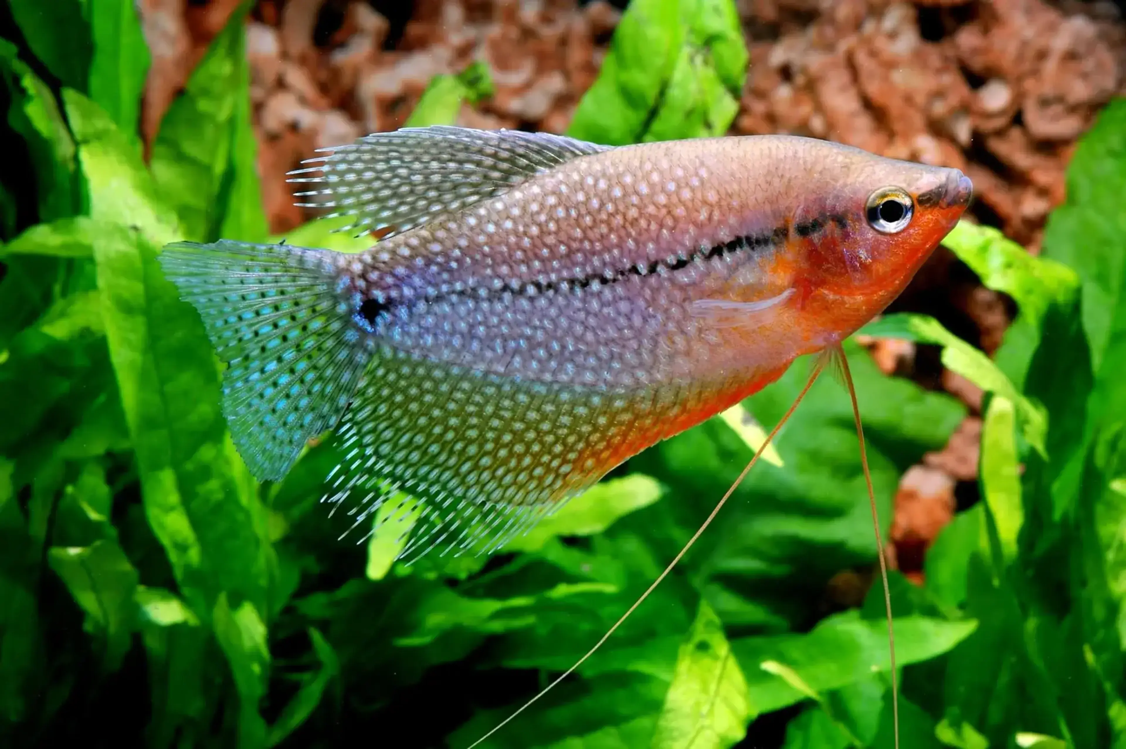 pearl-gourami-in-plants