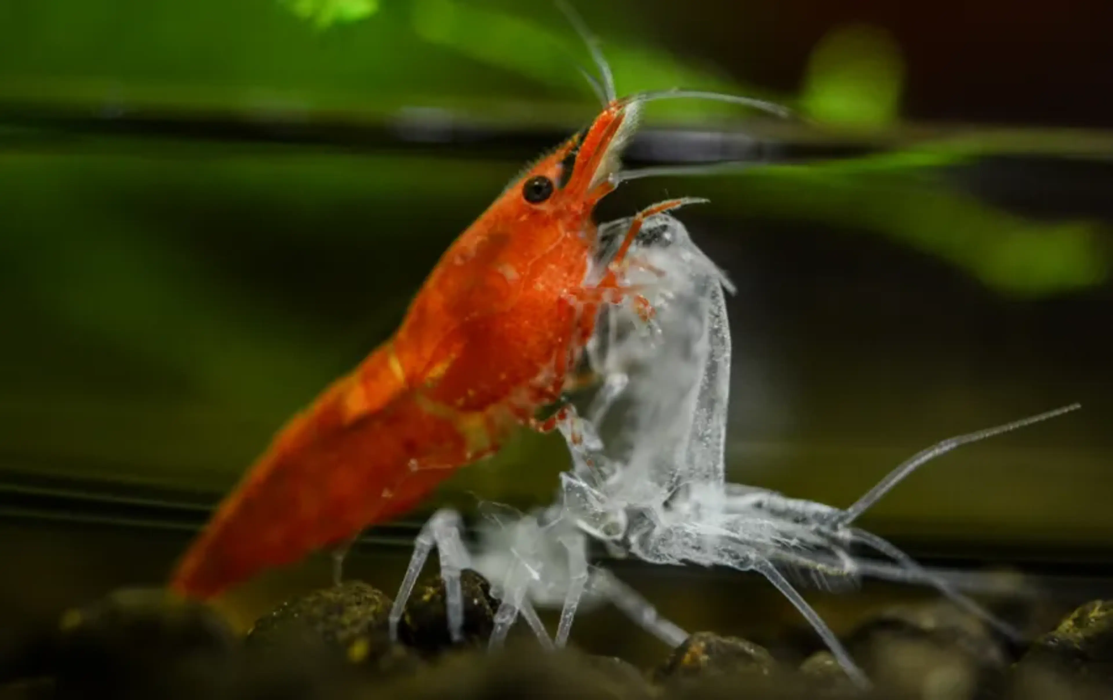 red-cherry-shrimp-molding