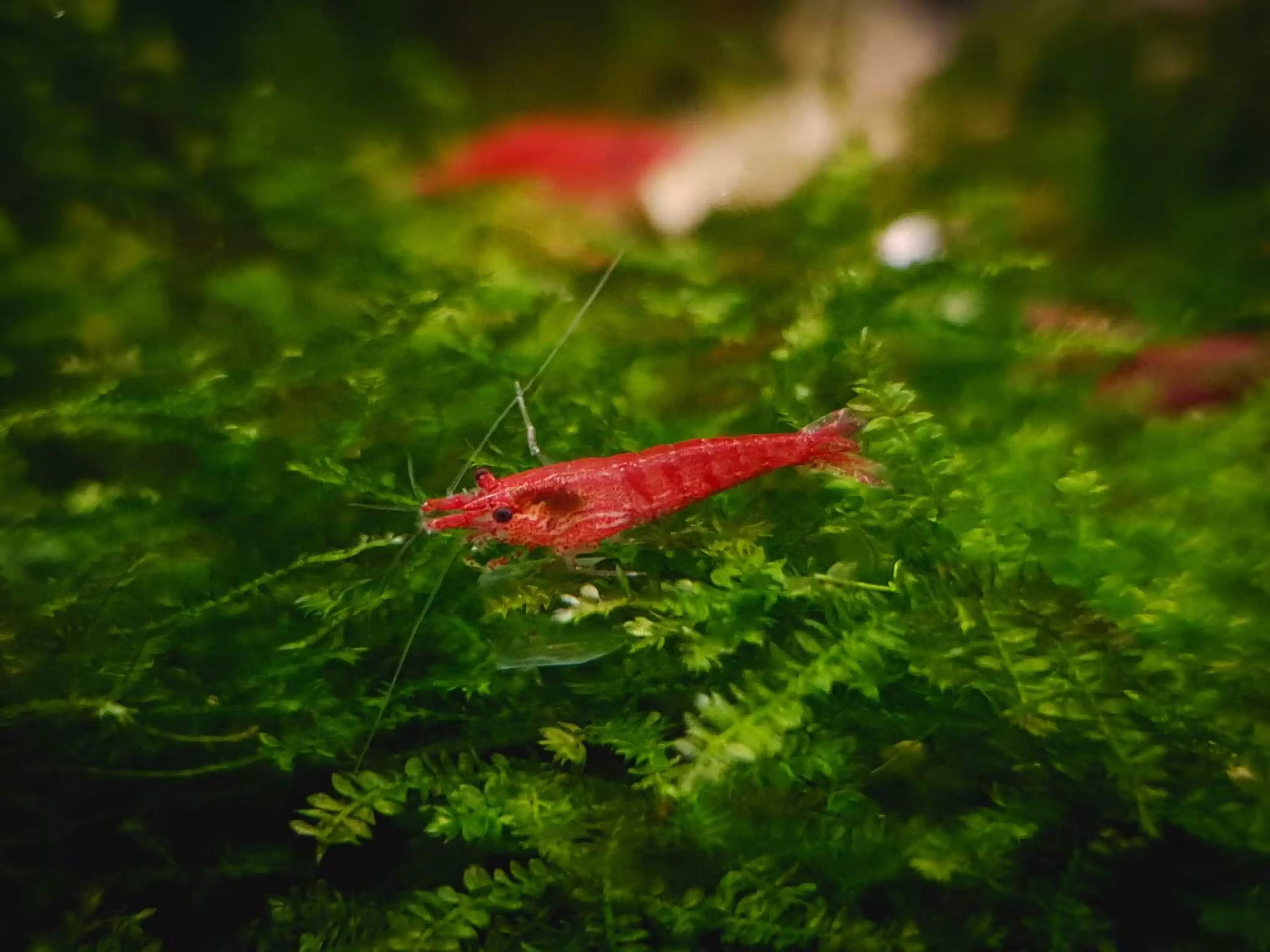 redCherryShrimp