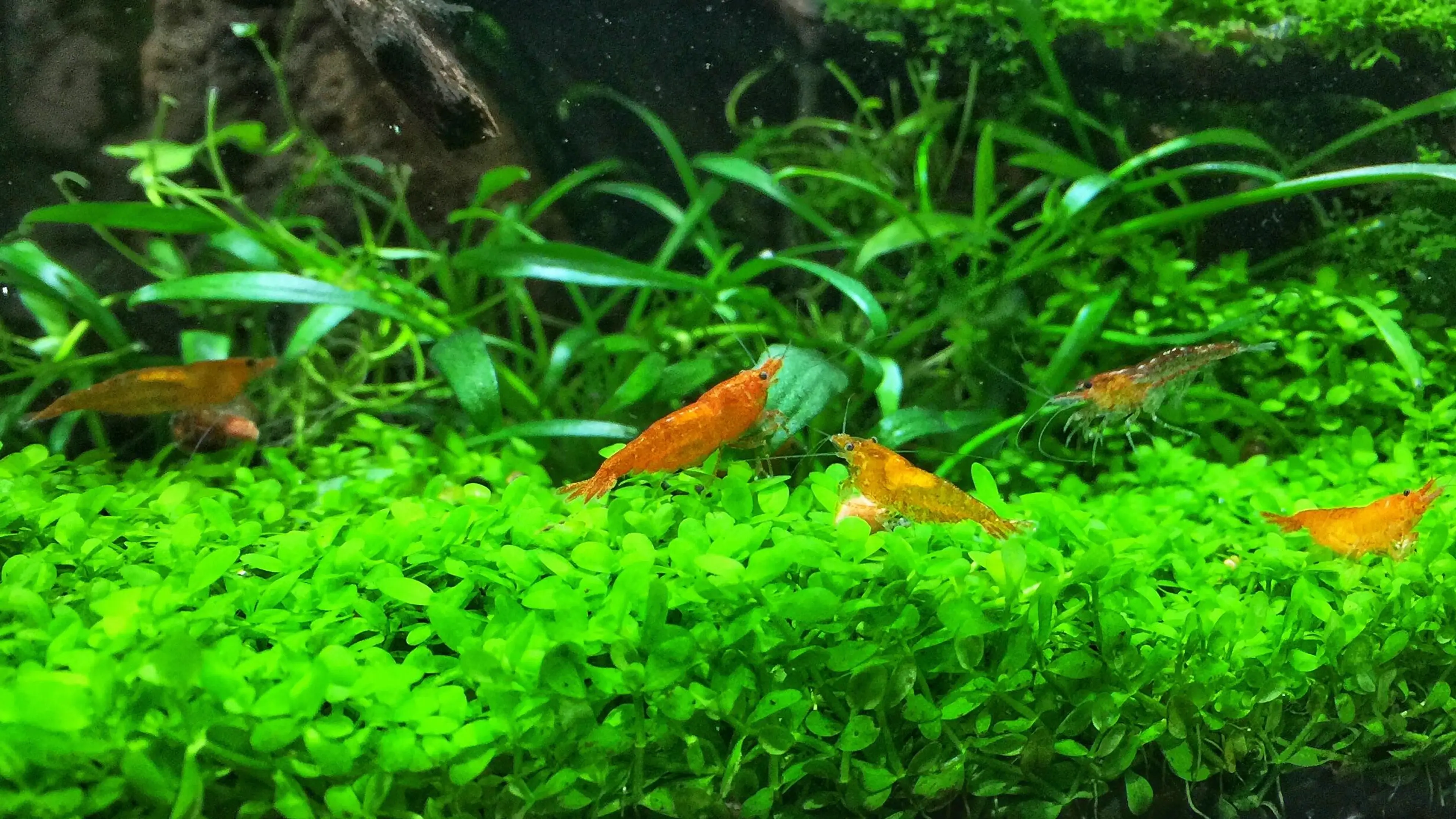 redCherryShrimp