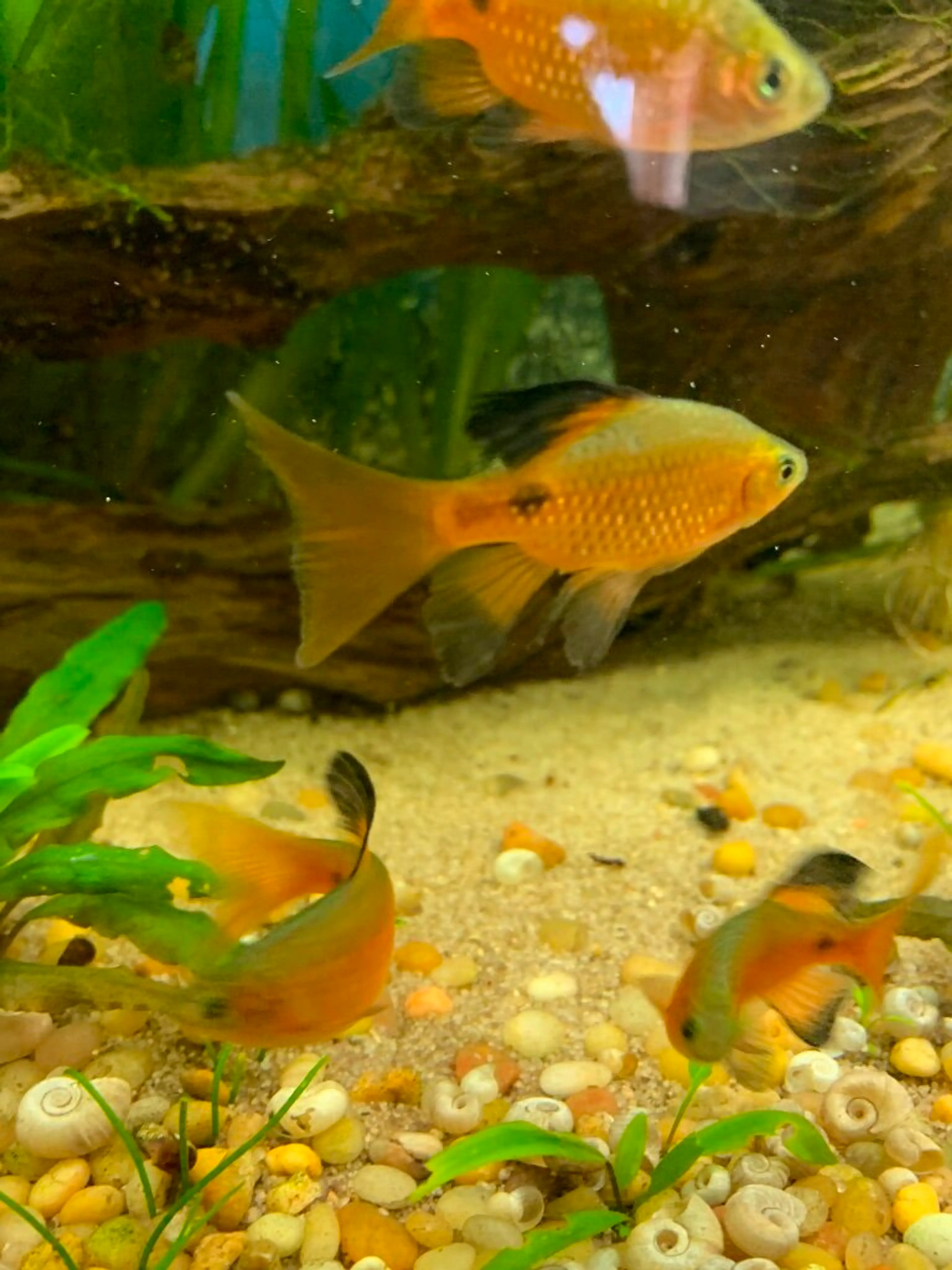 rosy-barb-four-in-aquarium