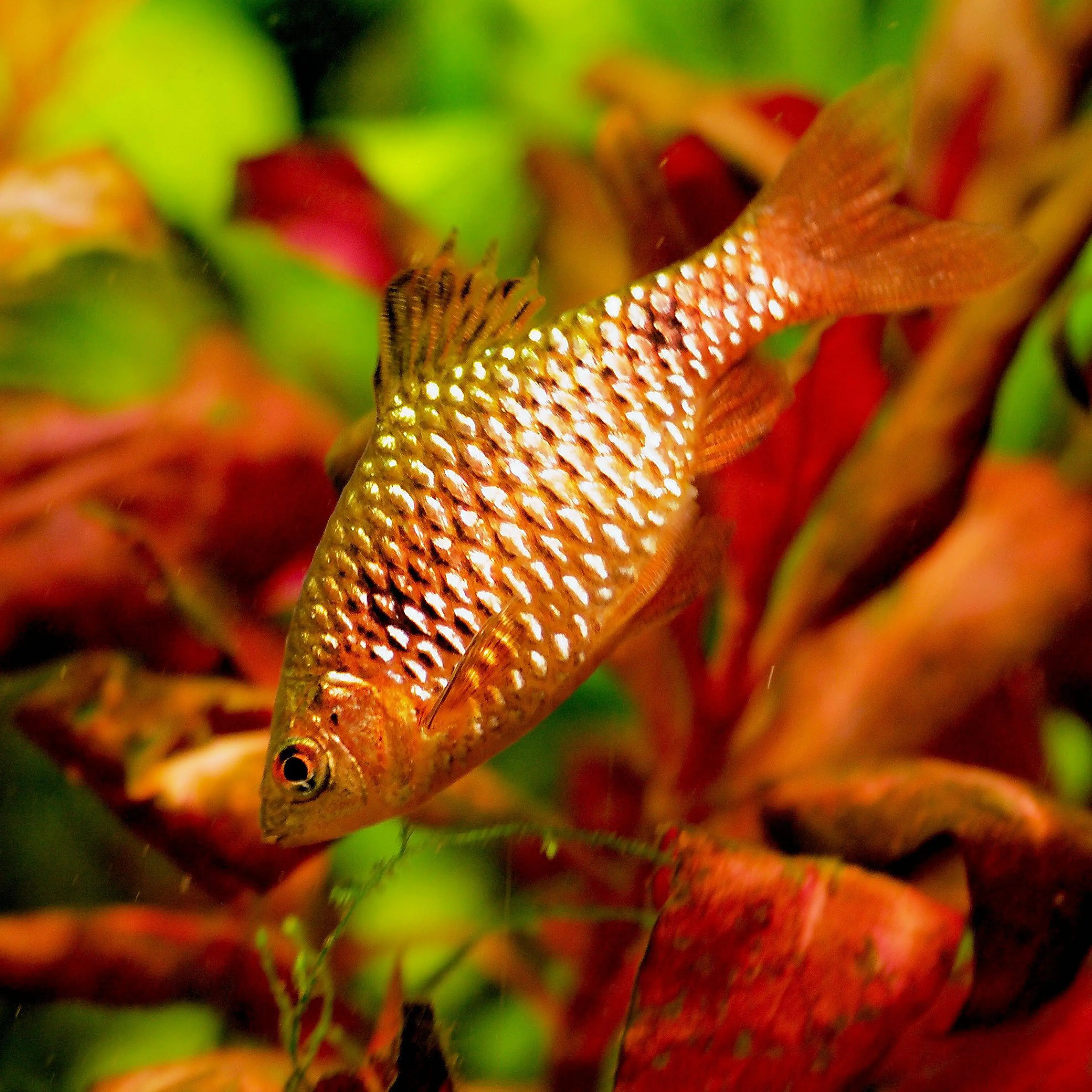 rosy-barb-in-front-of-plants