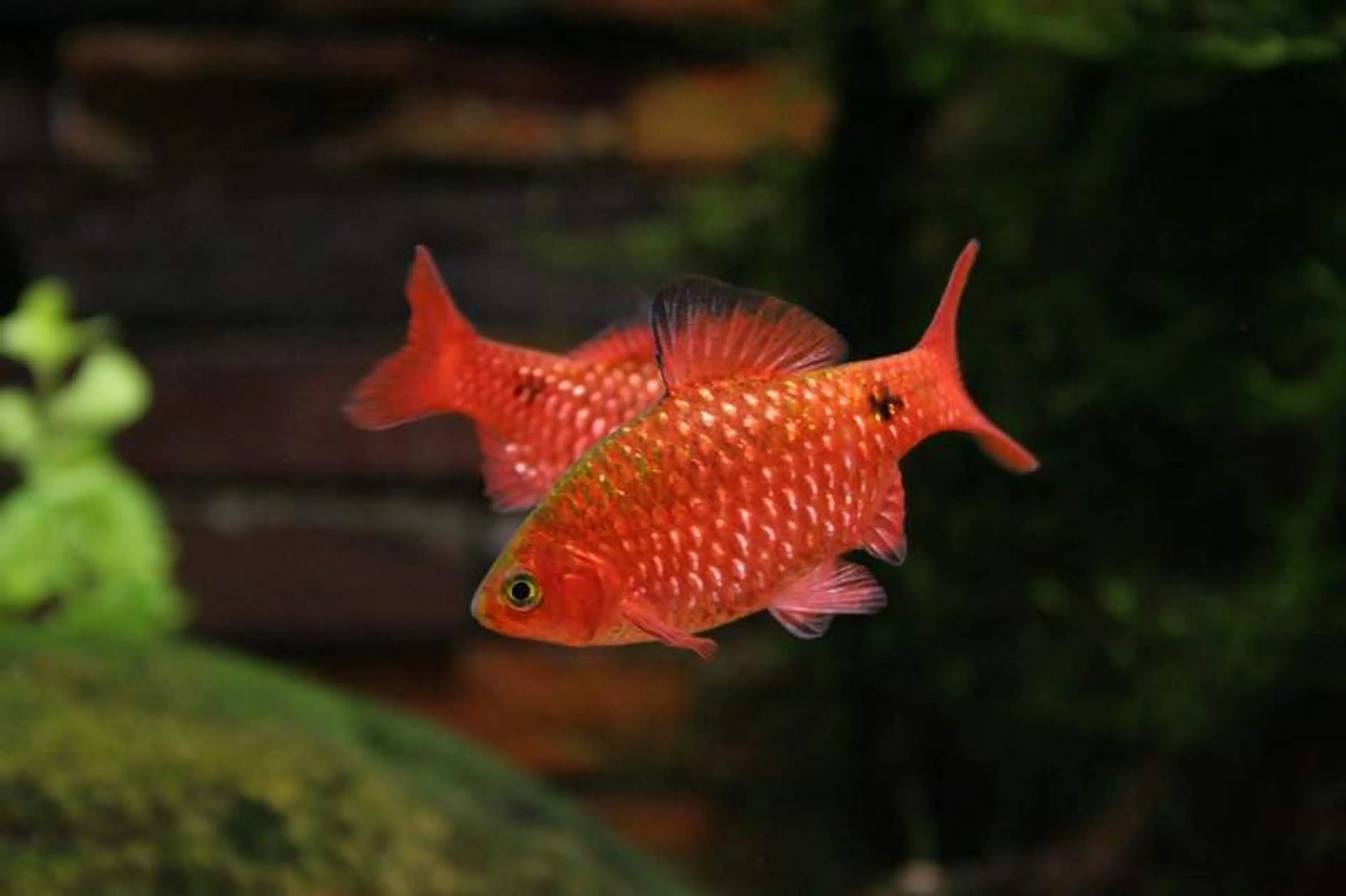 rosy-barb-planted-background