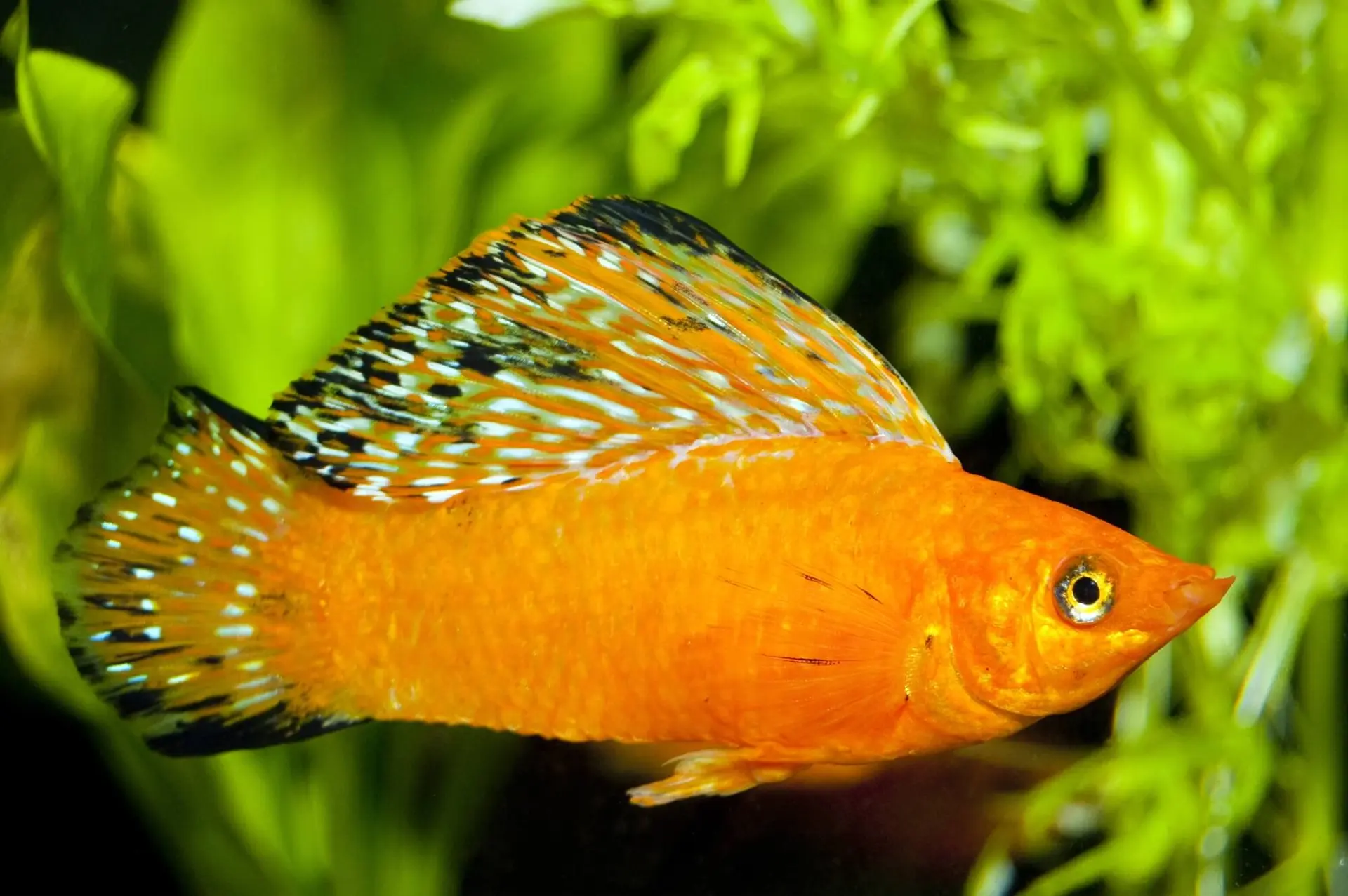 Sailfin Mollies: What You Need to Know Before You Buy