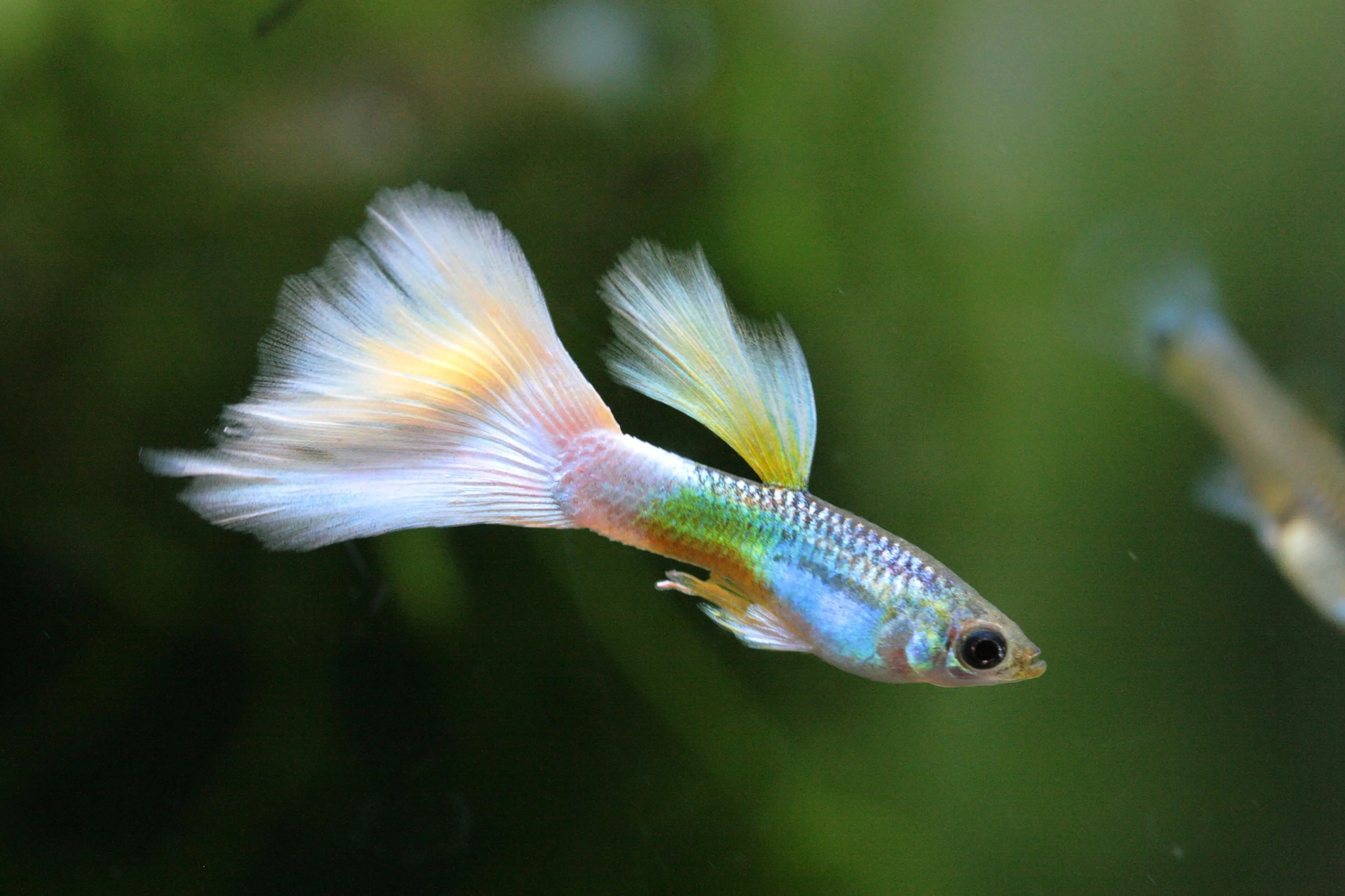 silver-white-guppy