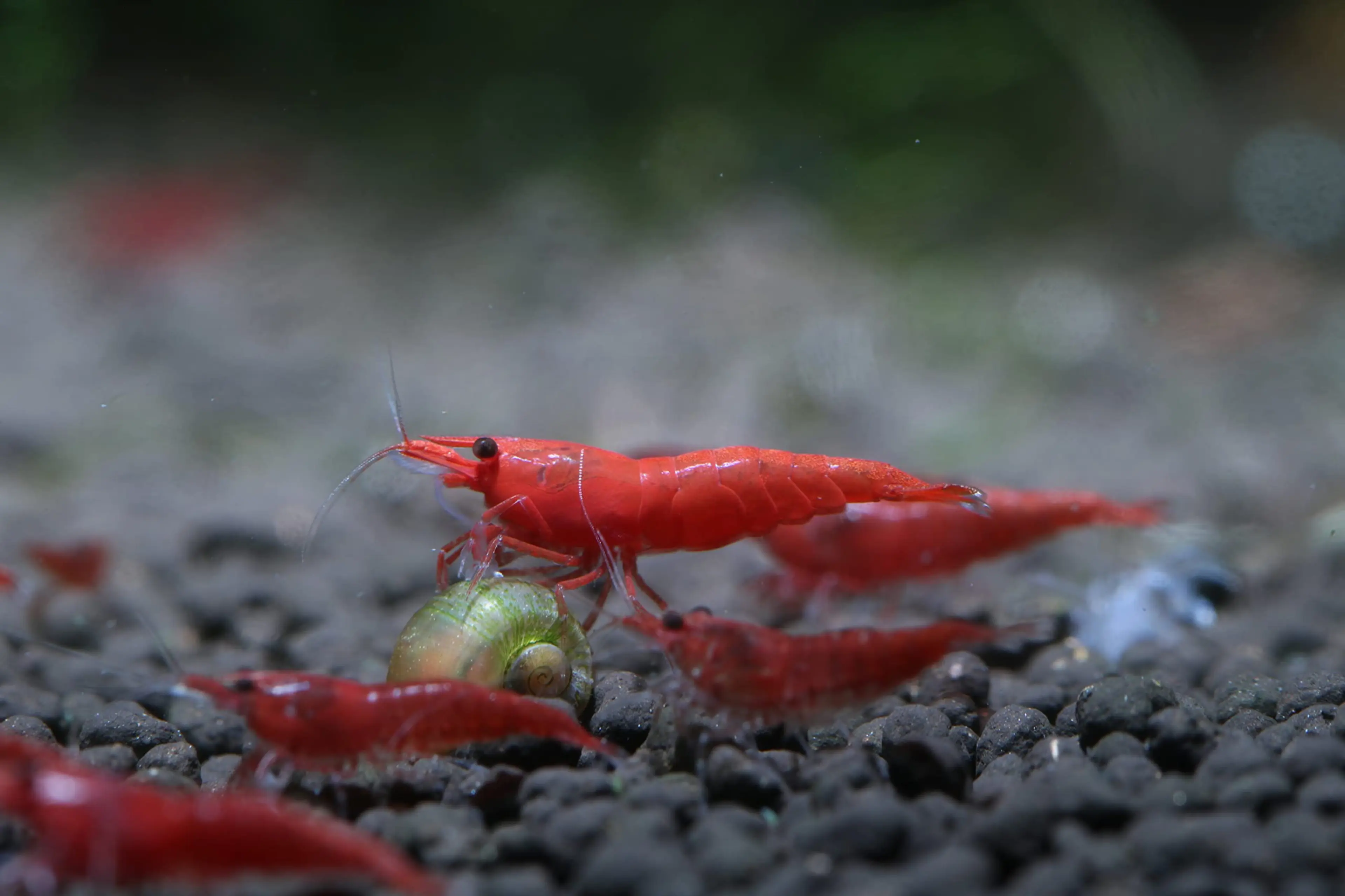 cherry-shrimp-big-and-small