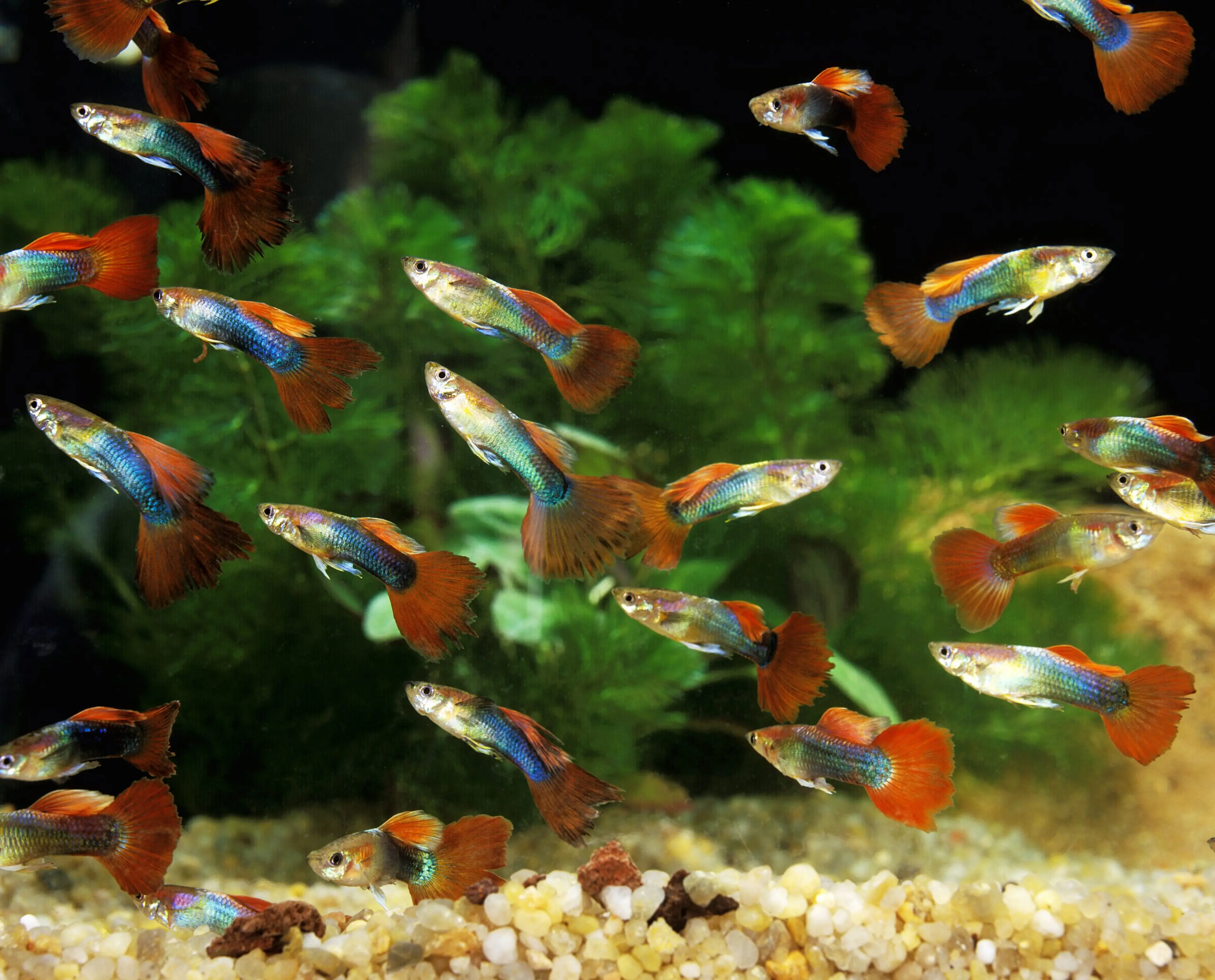 group-of-guppies-together