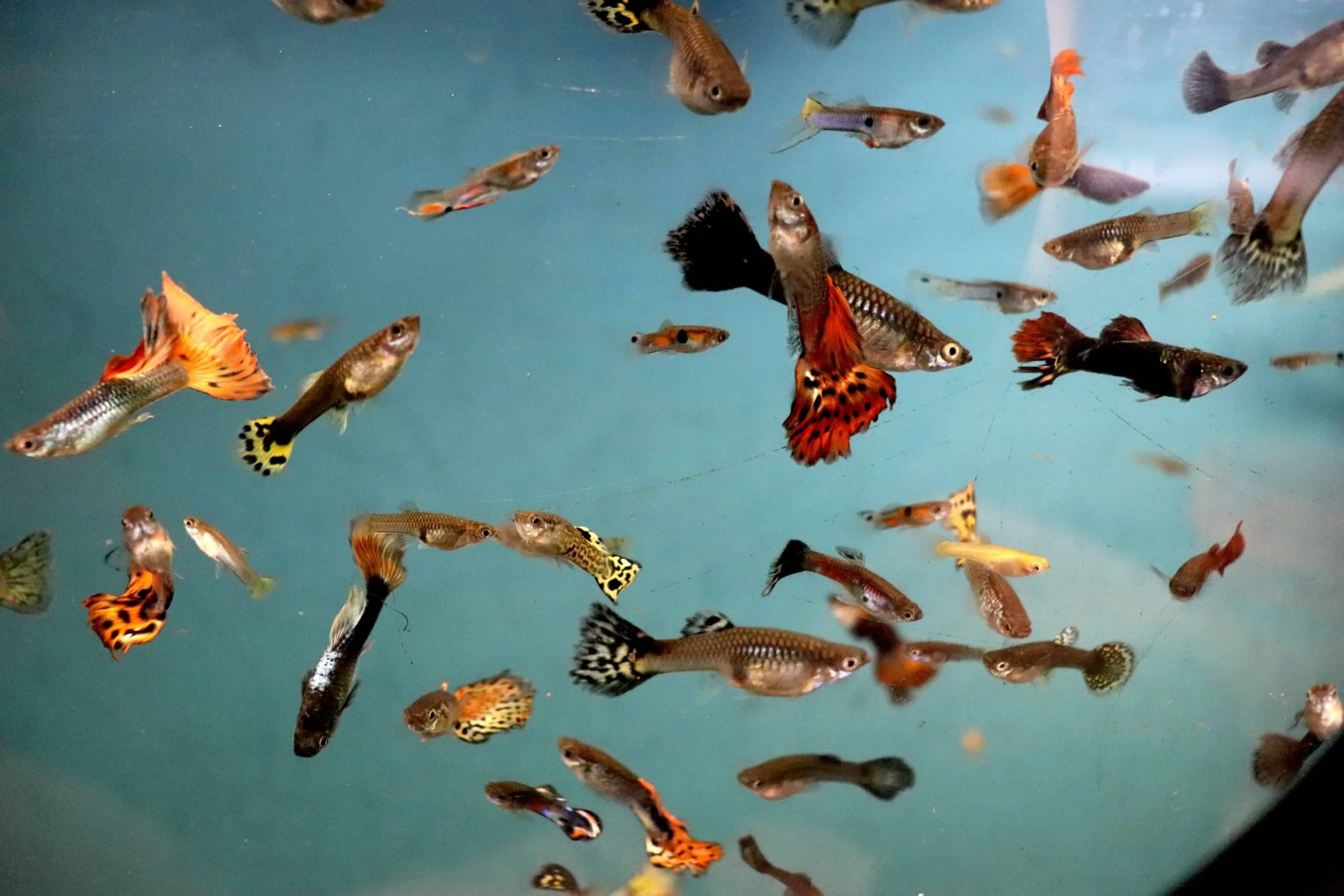 multiple-guppies-swiming-together