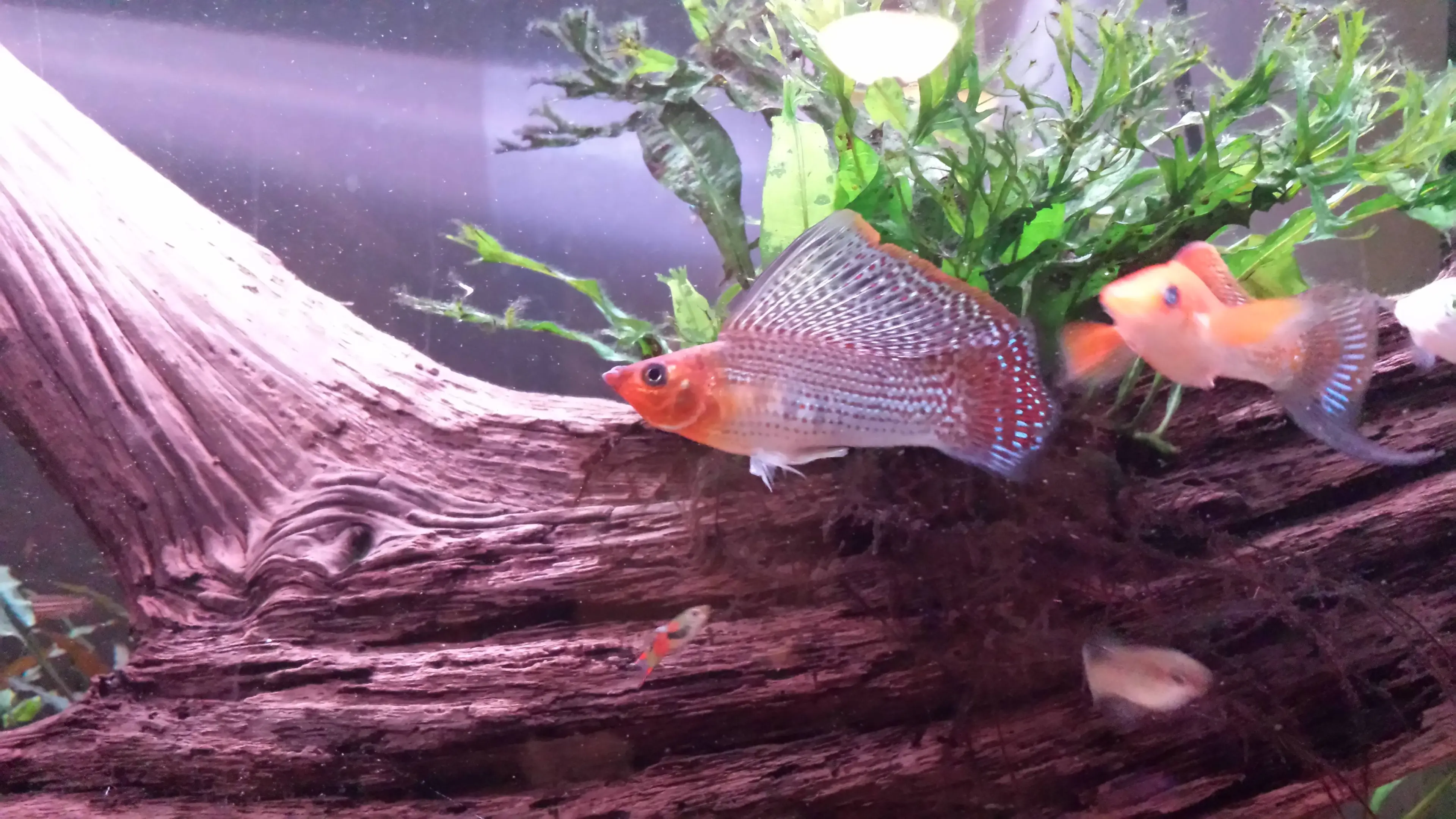 sailfin-molly-in-front-of-wood
