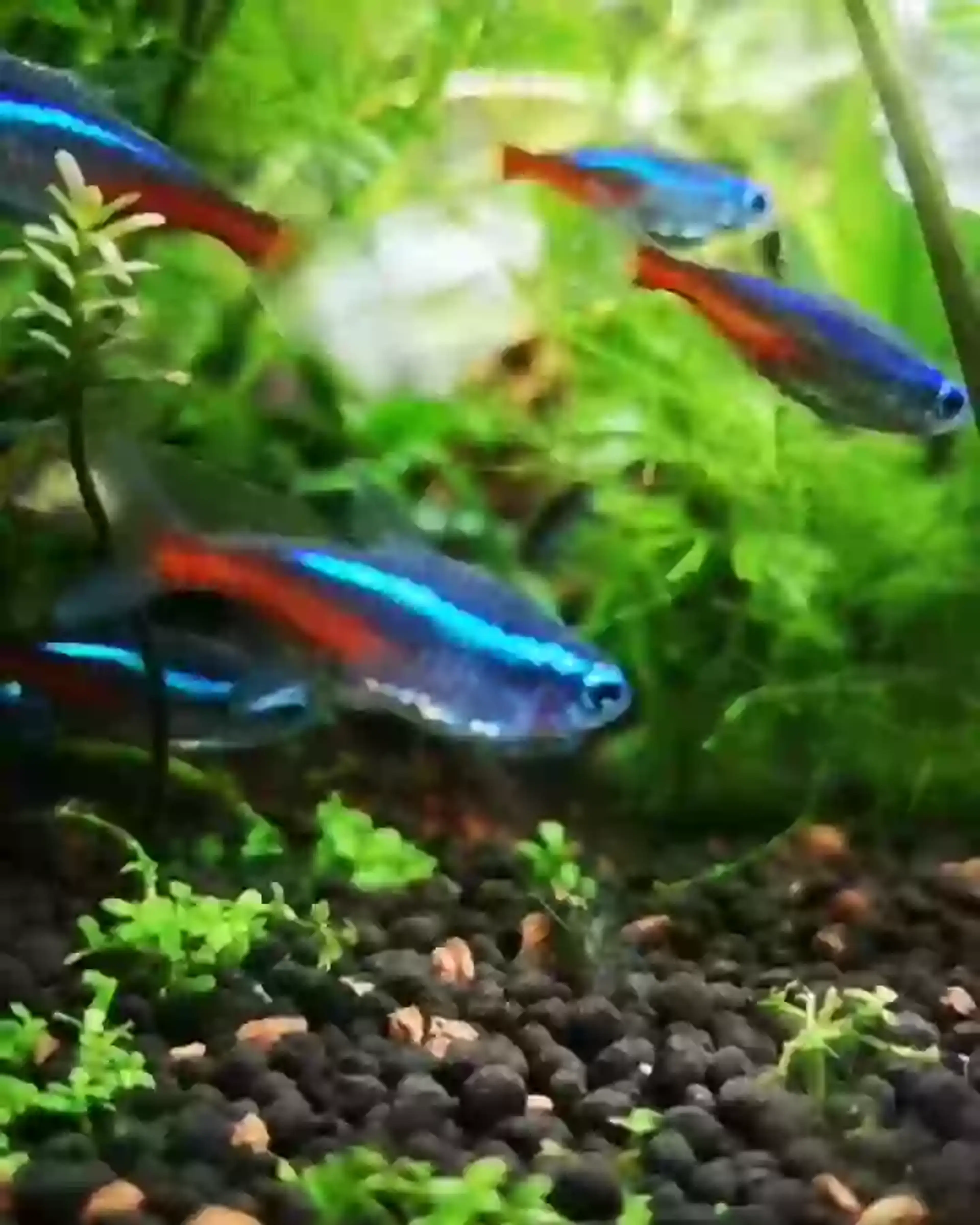 neon-tetras-planted-tank