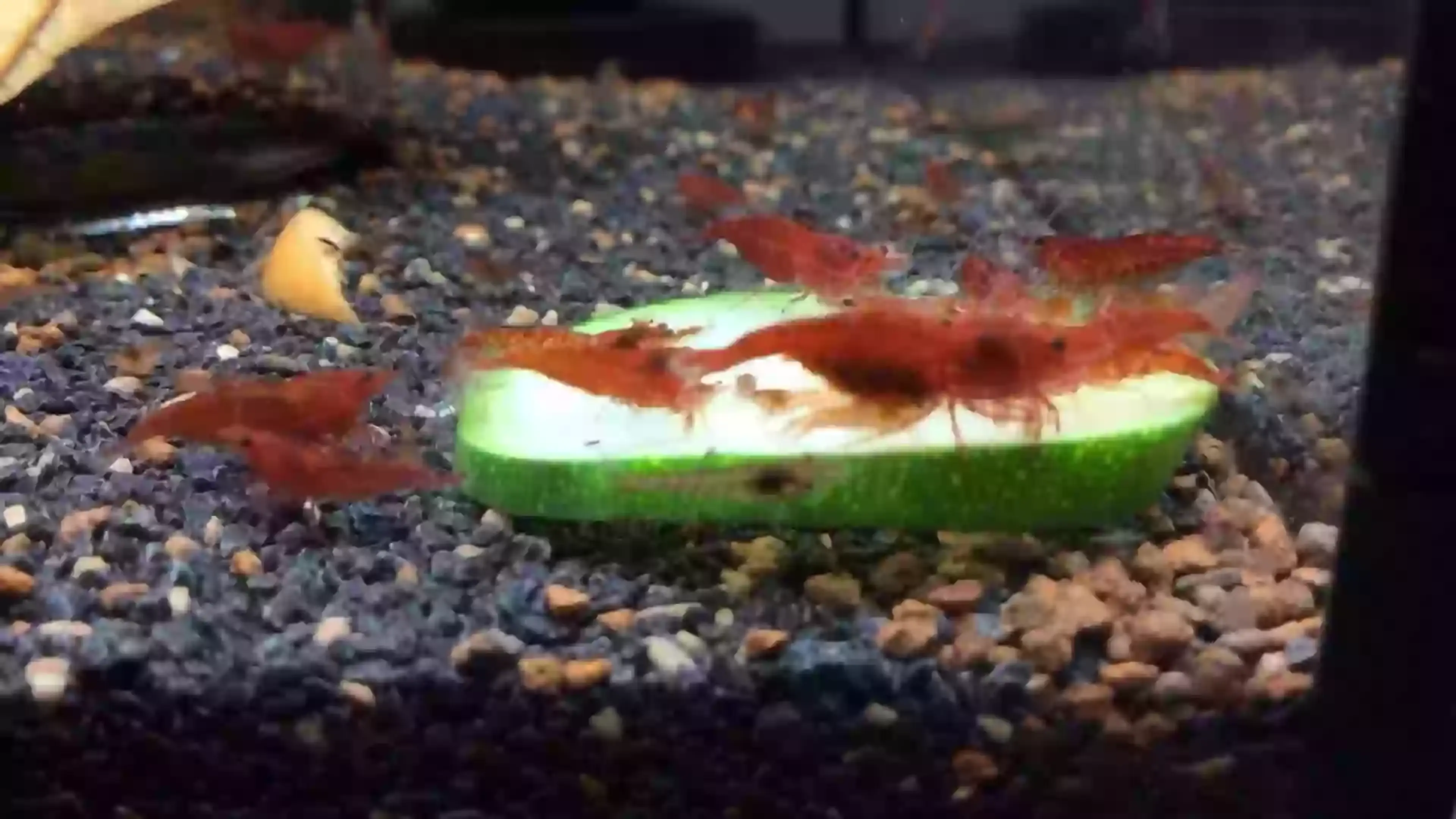 red-cherry-shrimp-eating